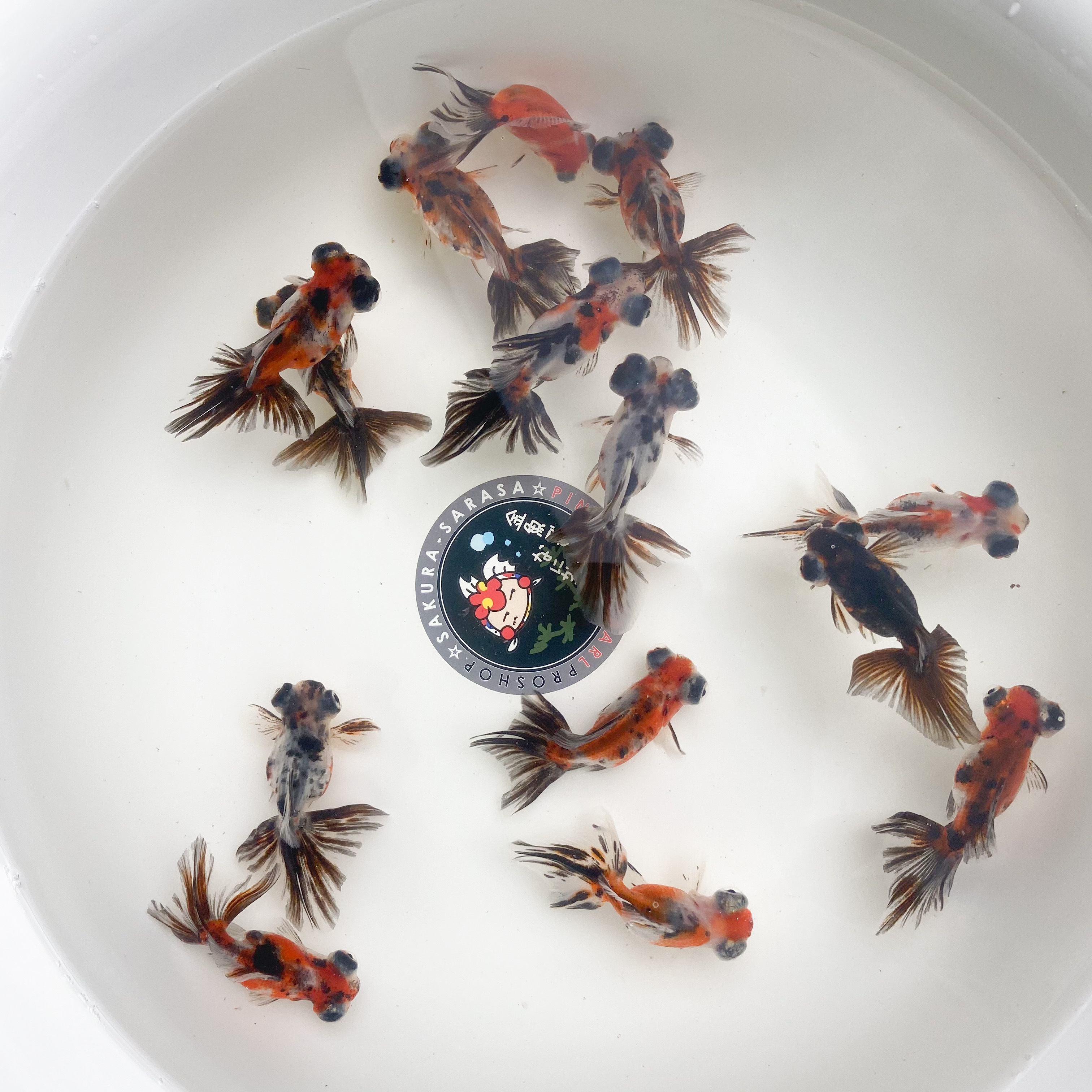 金魚 生体 キャリコ蝶尾 1匹 6センチ前後 中国産 選びなし Sakura Sarasa