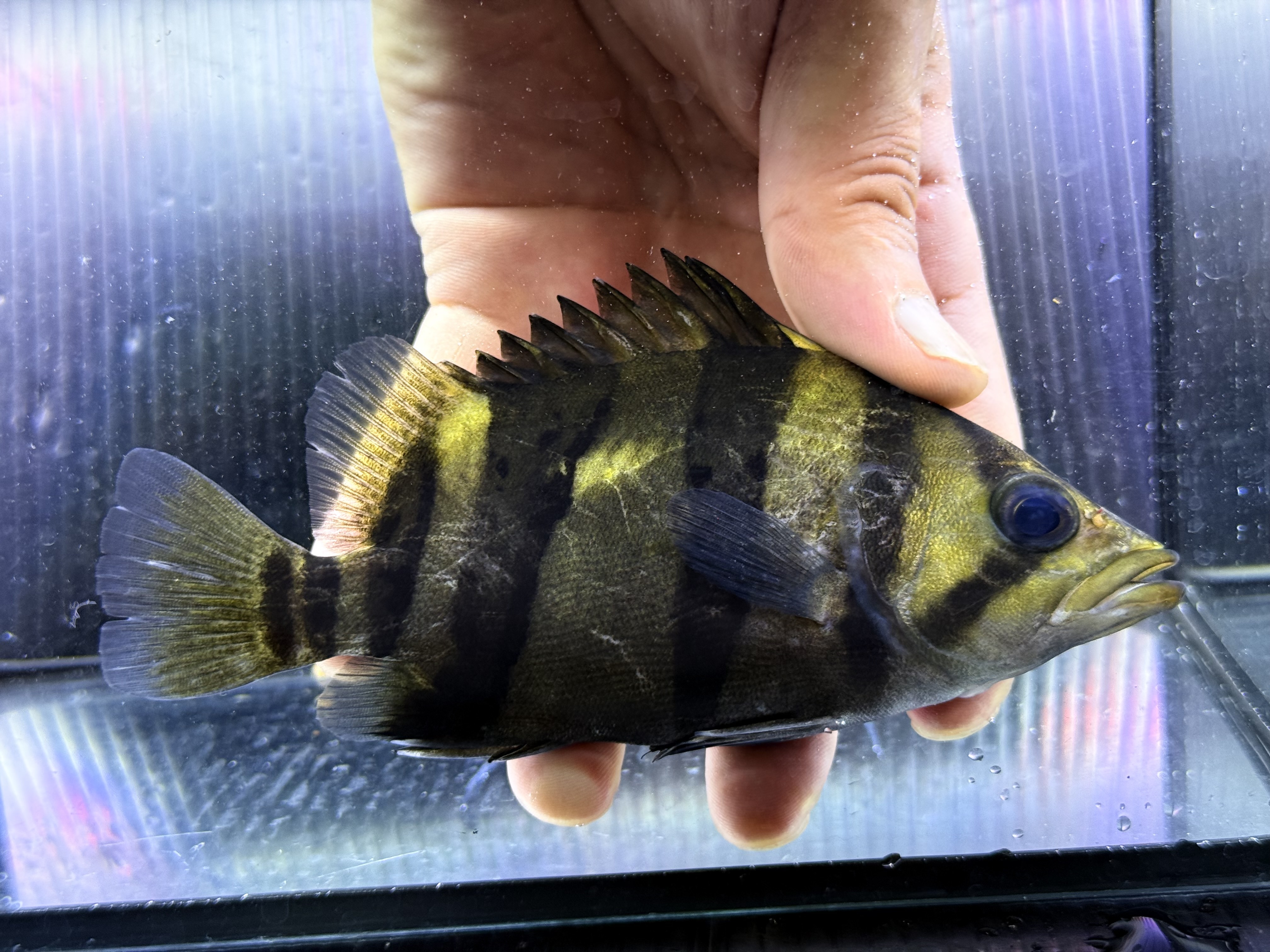A02①  ダトニオリアルバンド　15㎝前後　イエロー　シミなし