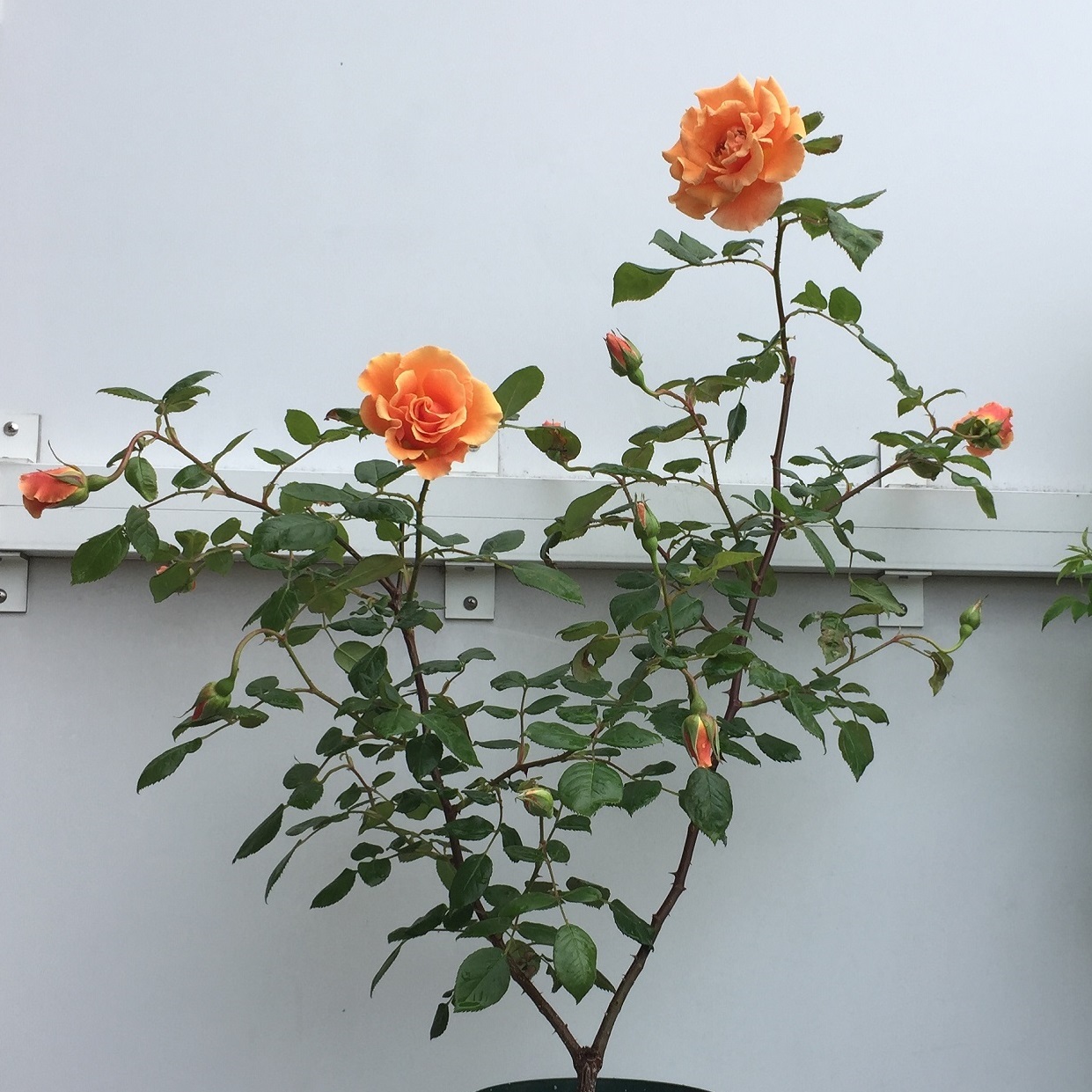 マダム ロンバール Mme Lombard 天空のバラ園 無農薬バラ苗 花苗 クレマチス ハーブ産直販売