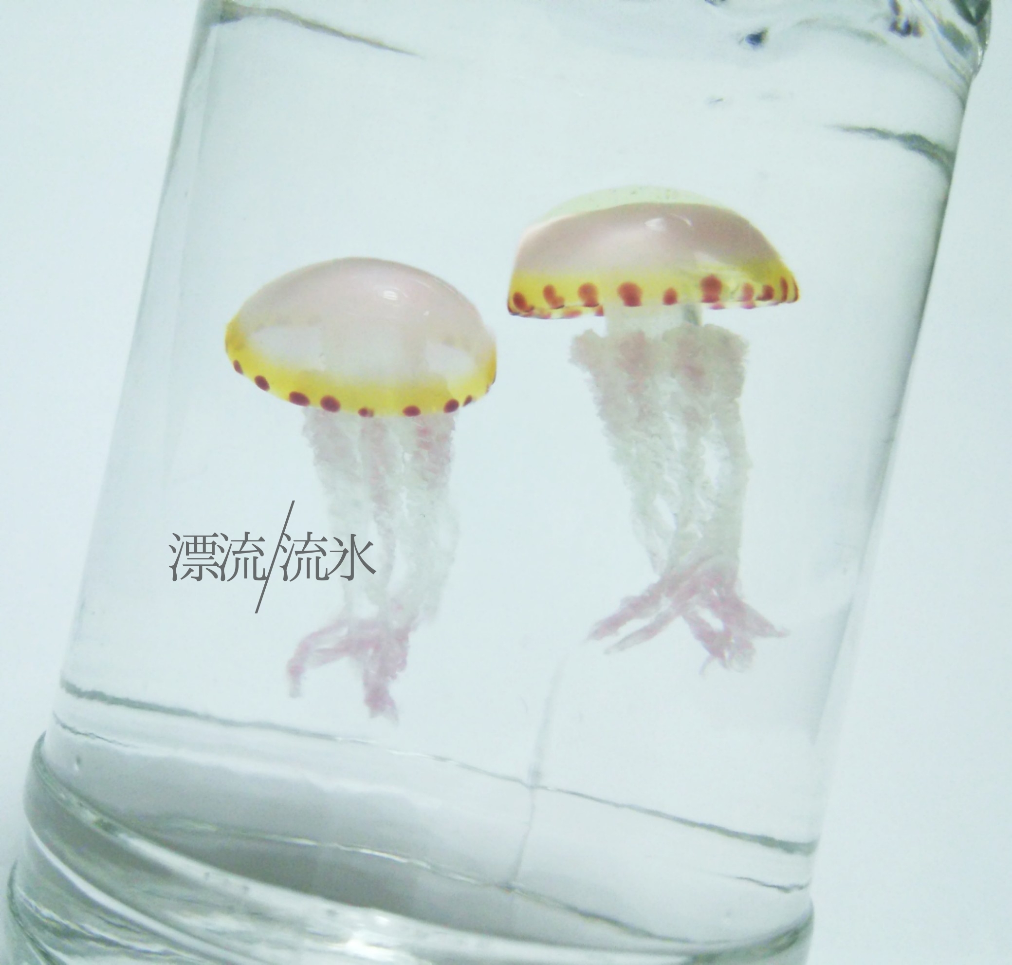 Fake Jellyfish ムラサキクラゲ 漂流 流氷 Fake Jellyfish ムラサキクラゲ 漂流 流氷