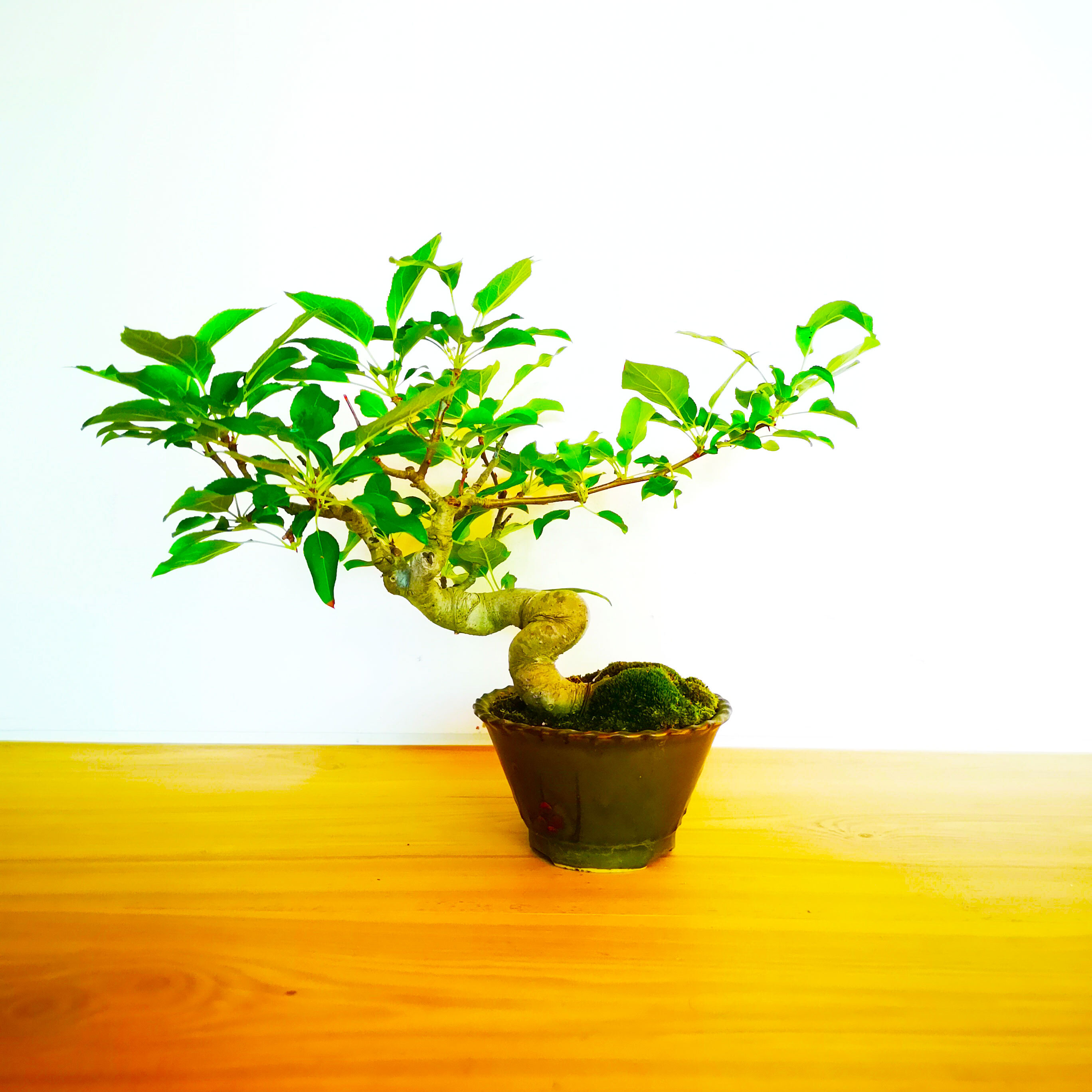 姫りんご And Leaf アンドリーフ 観葉植物 大阪市 インテリア 送料無料