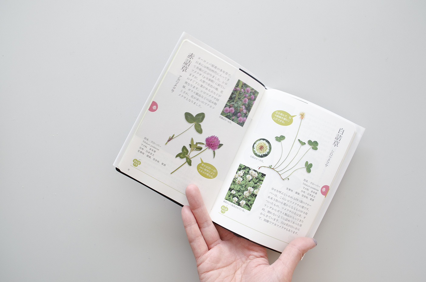 ポケット版 雑草さんぽ手帖 亀田龍吉 Museumshop T