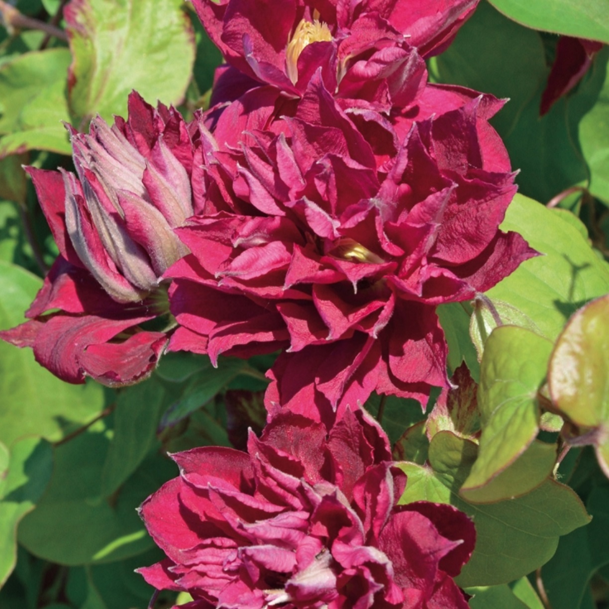 レッド スター Red Star 21年度新苗 お届けは21年4月上旬頃以降 注意 クレマチス以外と一緒に注文出来ません 天空のバラ園 無農薬バラ苗 花苗 クレマチス ハーブ産直販売