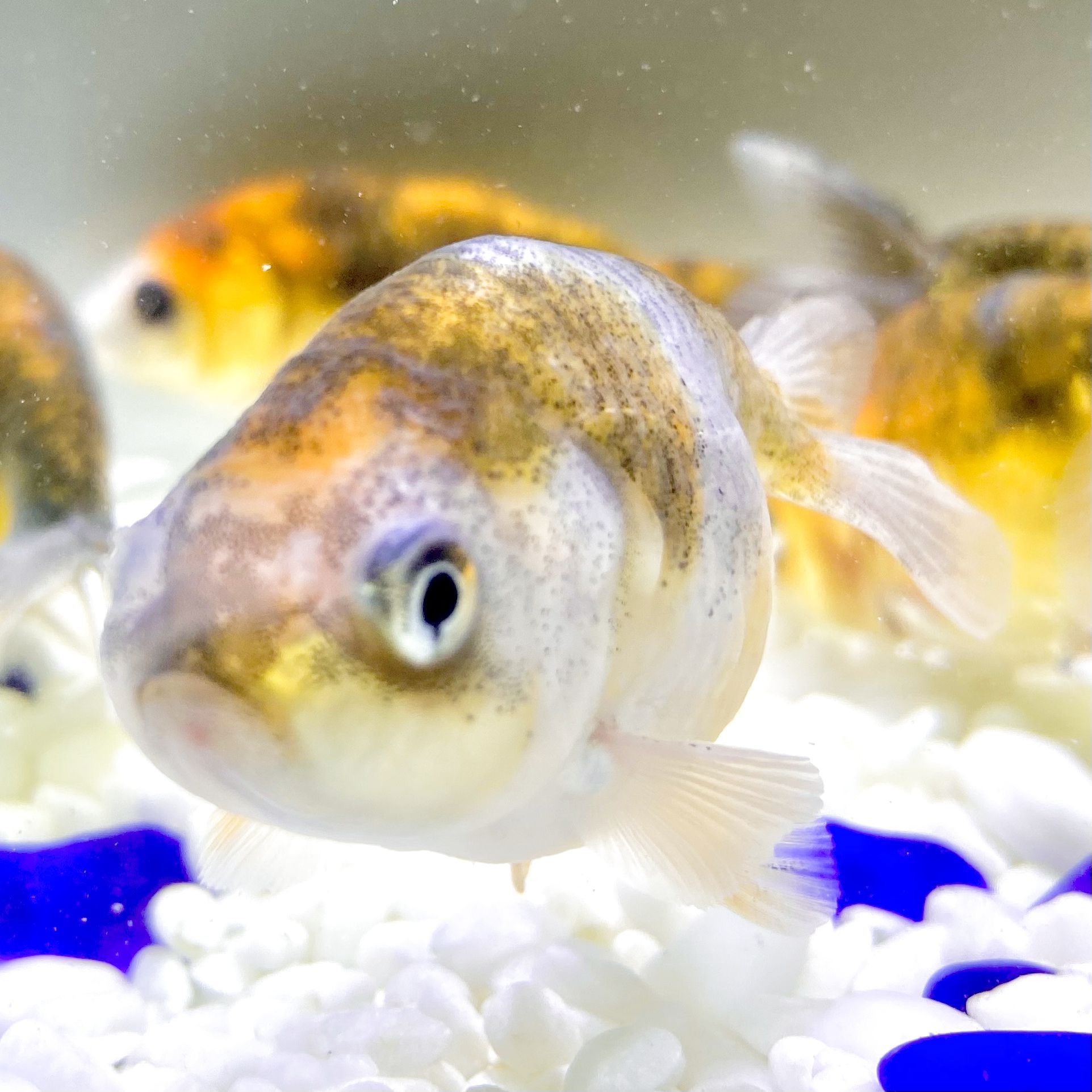 国産 金魚 墨江戸錦 1匹 6センチ前後 加藤氏 選びなし Sakura Sarasa 国産 金魚 墨江戸錦 1匹 6センチ前後 加藤氏 選びなし Sakura Sarasa