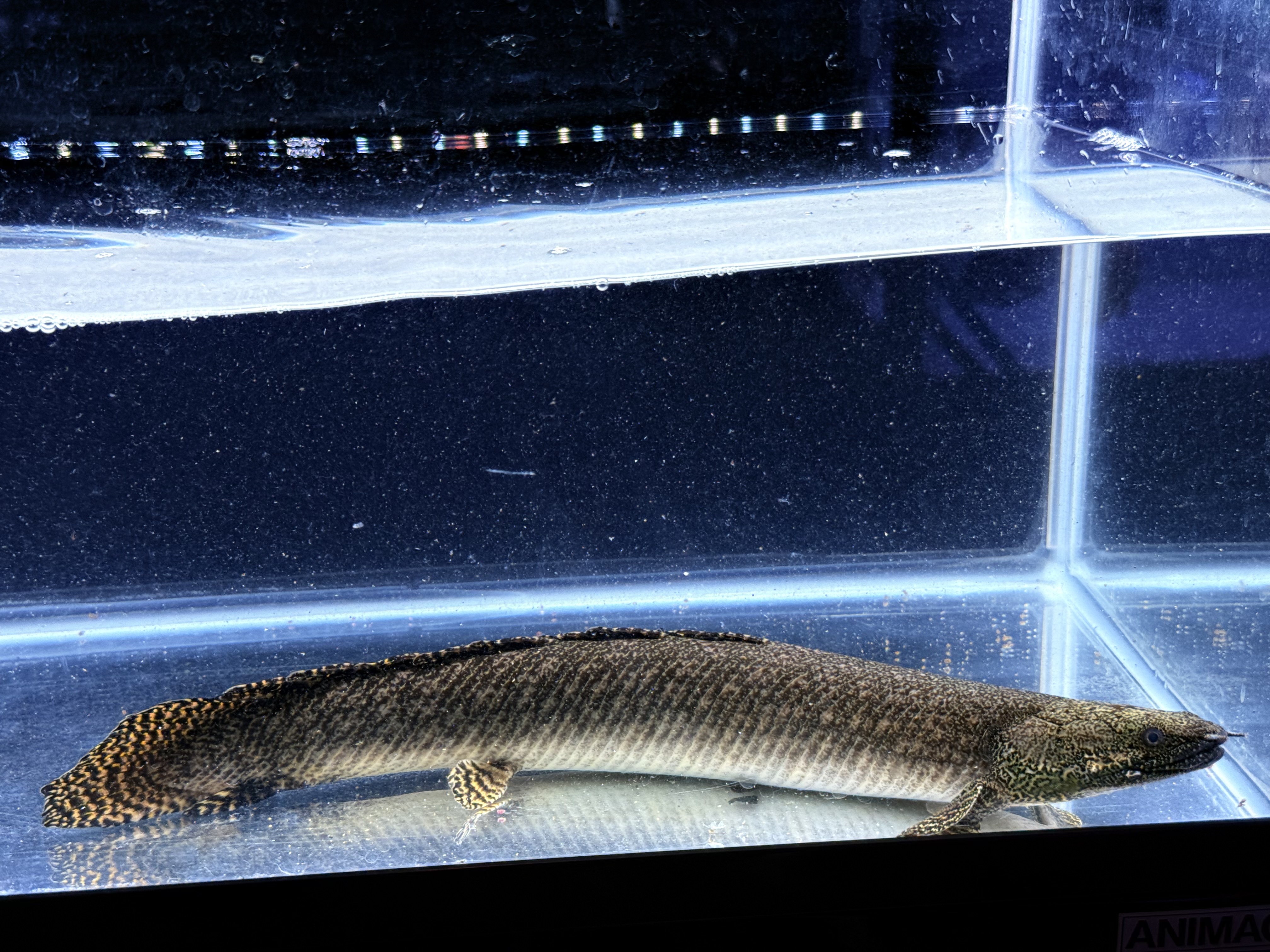 D01⑤  タンガニーカ湖　Po.オルナティピンニス　37㎝前後　♀  薬浴完了済み