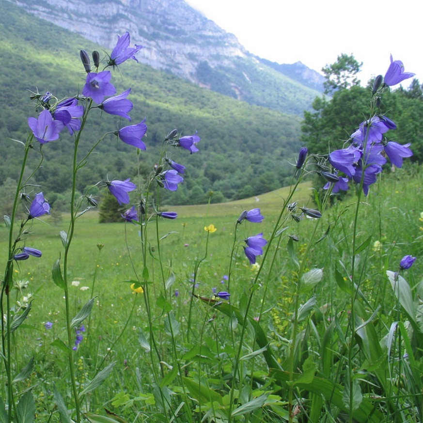 カンパニュラ パーシシフォリア Campanula Persicifolia 天空のバラ園 無農薬バラ苗 花苗 クレマチス ハーブ産直販売