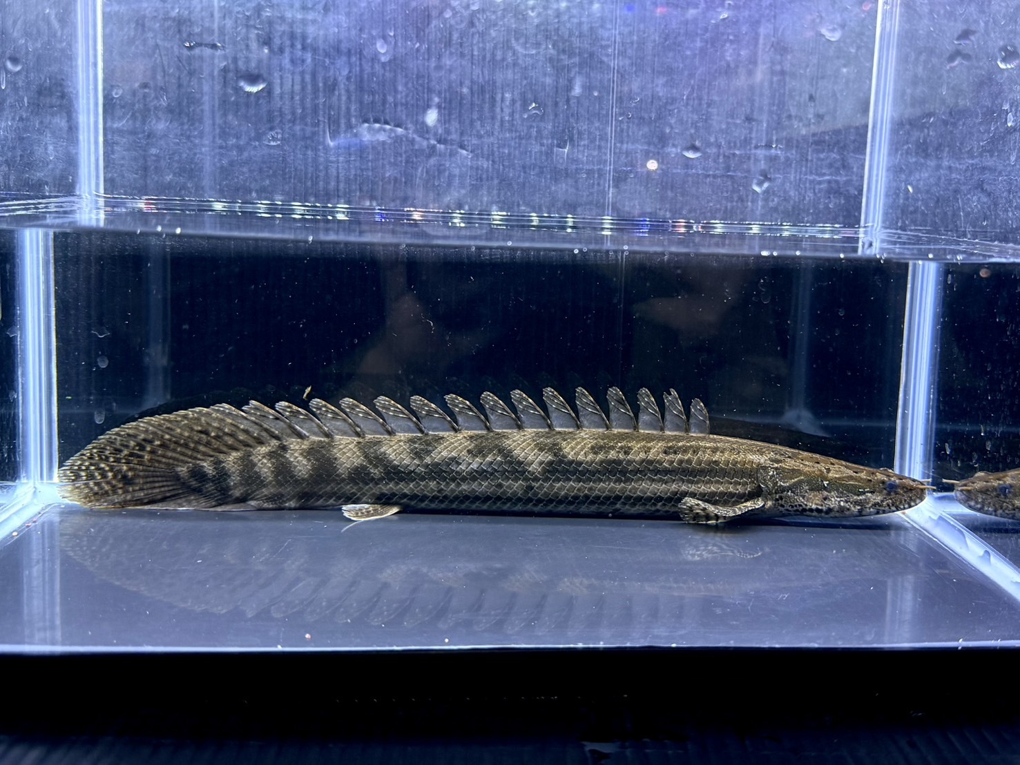 F04   ナイルビチャー　バロ川　34㎝前後　薬浴完了済み