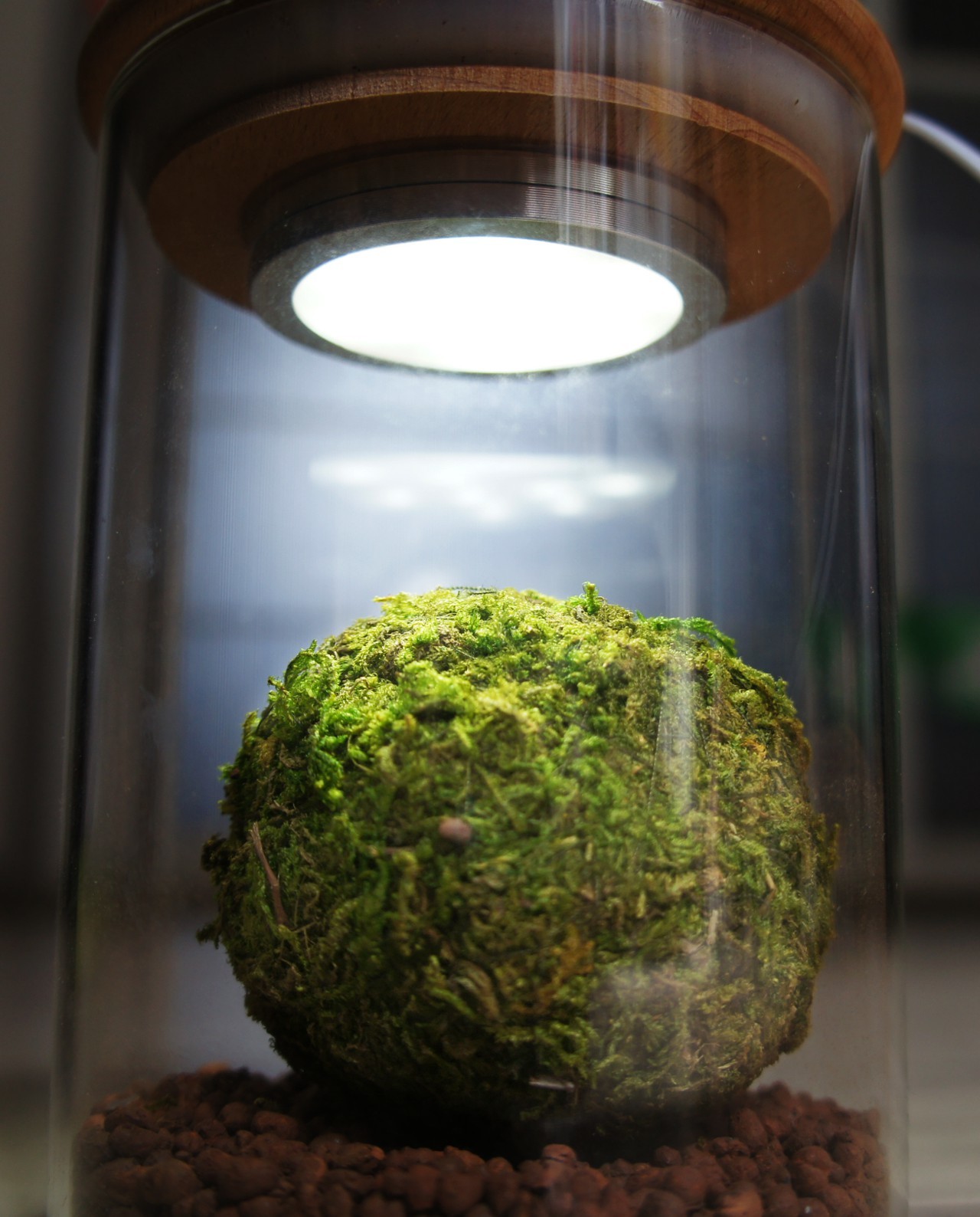 Moss Light Led 苔玉ライト 苔玉通販 ハナタチバナ
