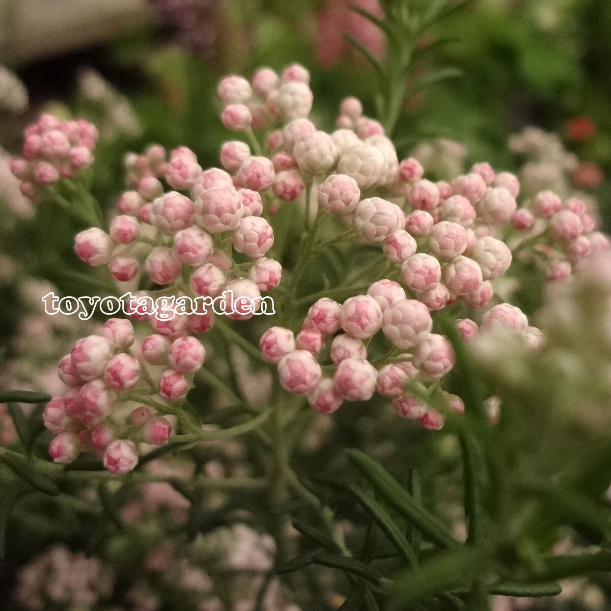 ライスフラワー トヨタガーデン オンラインショップ Tg Base