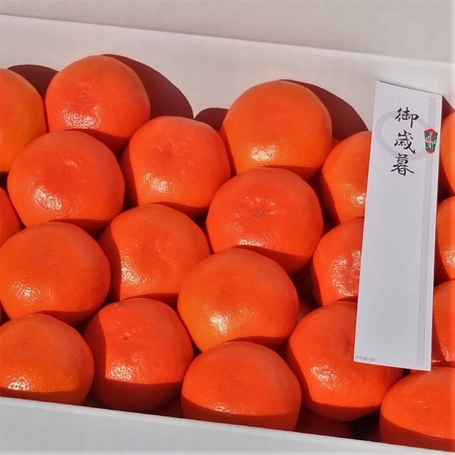 小原紅早生みかん ご贈答用 約10キロ 12月からの販売になります みかん屋shin 小原紅早生みかん ご贈答用 約10キロ 12月からの販売になります みかん屋shin