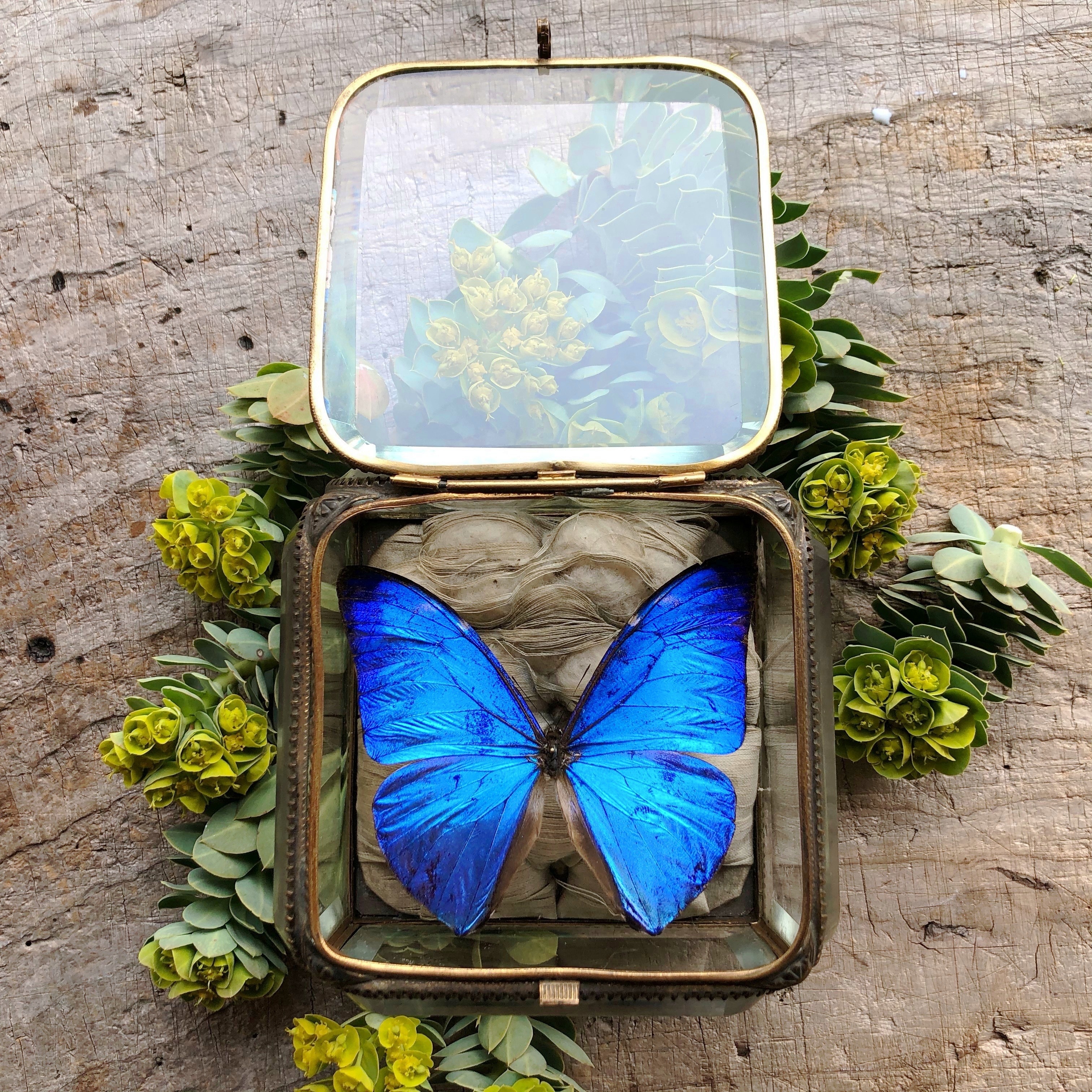 モルフォ蝶の標本入り宝石箱 メルキュール骨董店