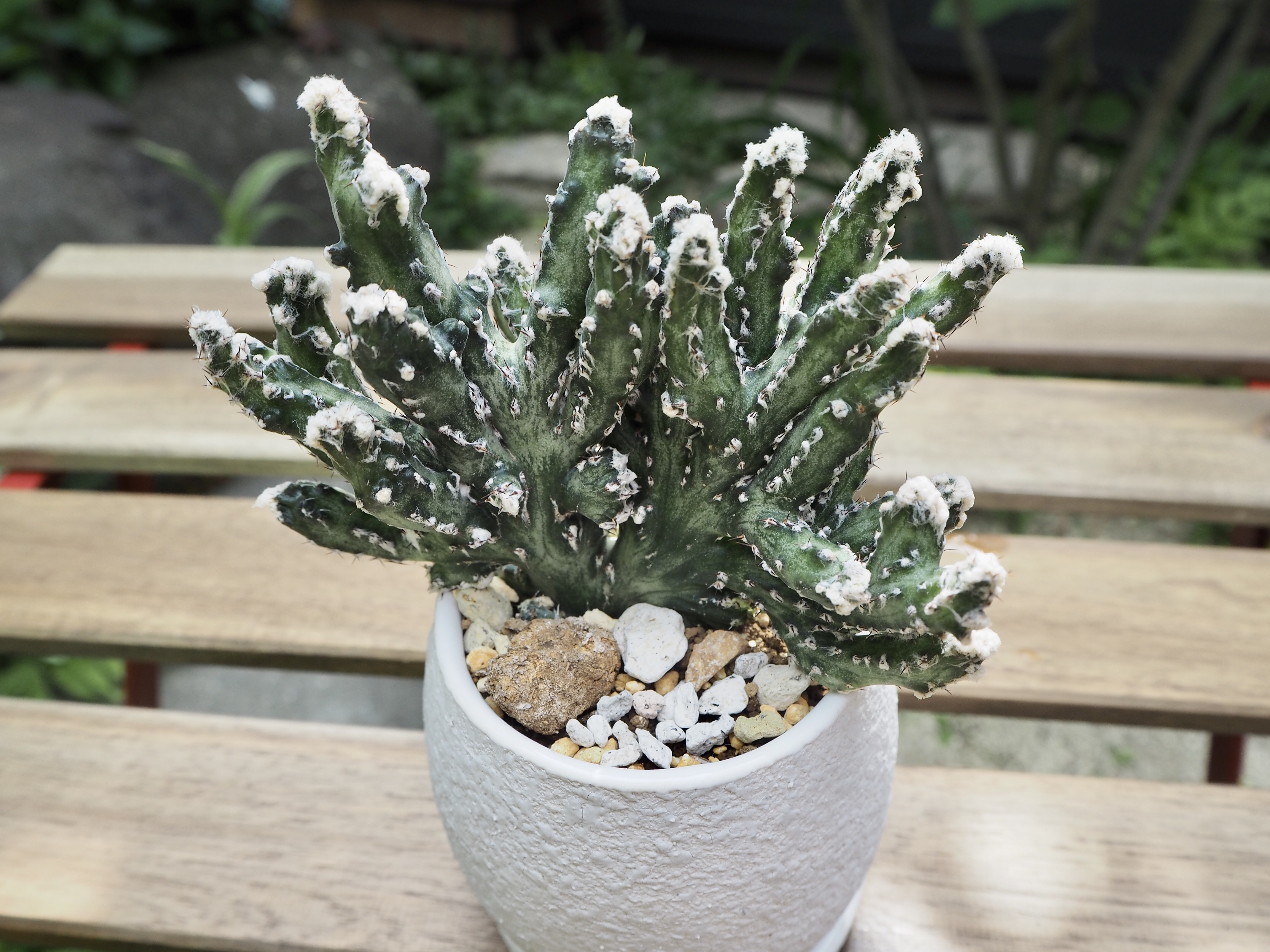 サボテン 残雪の峰 多肉植物デイジーアンドビー