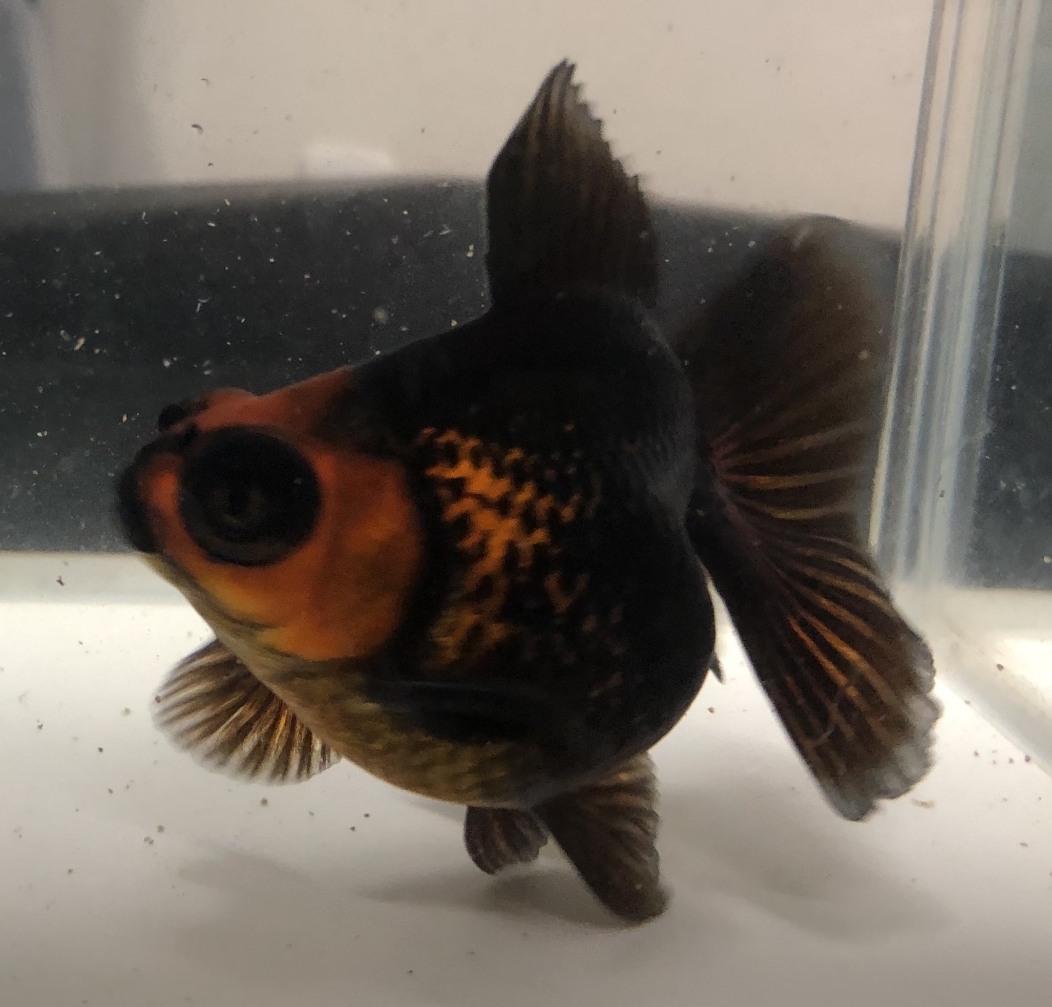 美個体 紅黒竜晴蝶尾 金魚宝房 美個体 紅黒竜晴蝶尾 金魚宝房