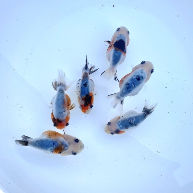 金魚 生体 江戸錦 1匹 6 5 7 5センチ前後 中国産 選びなし Sakura Sarasa