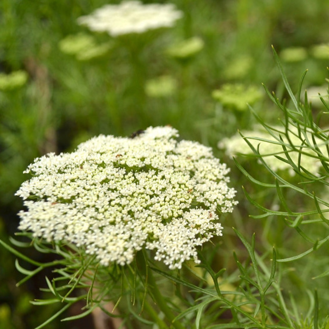 ホワイトレースフラワー Ammi Majus 天空のバラ園 無農薬バラ苗 花 ハーブ産直販売