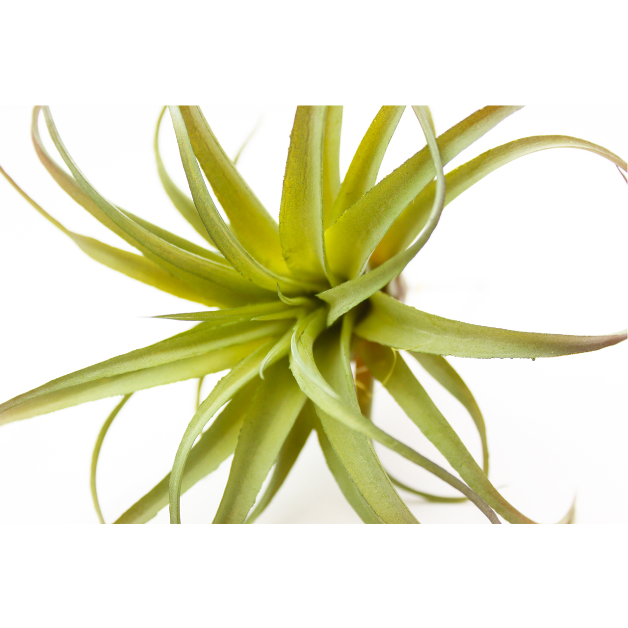 観葉植物 フェイクグリーン エアプランツ チランジア ピック ライム インテリア 造花 雑貨 Diy Hachi 08 観葉植物 フェイクグリーン エアプランツ チランジア ピック ライム インテリア 造花 雑貨 Diy Hachi 08