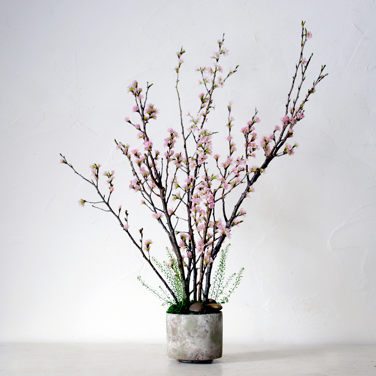 桜グッズ コスメにロフトの人気商品 本物の桜の木通販まで めざましで紹介されました 今日のおすすめはこれでした 桜グッズ コスメにロフトの人気商品 本物の桜の木通販まで めざましで紹介されました 今日のおすすめはこれでした
