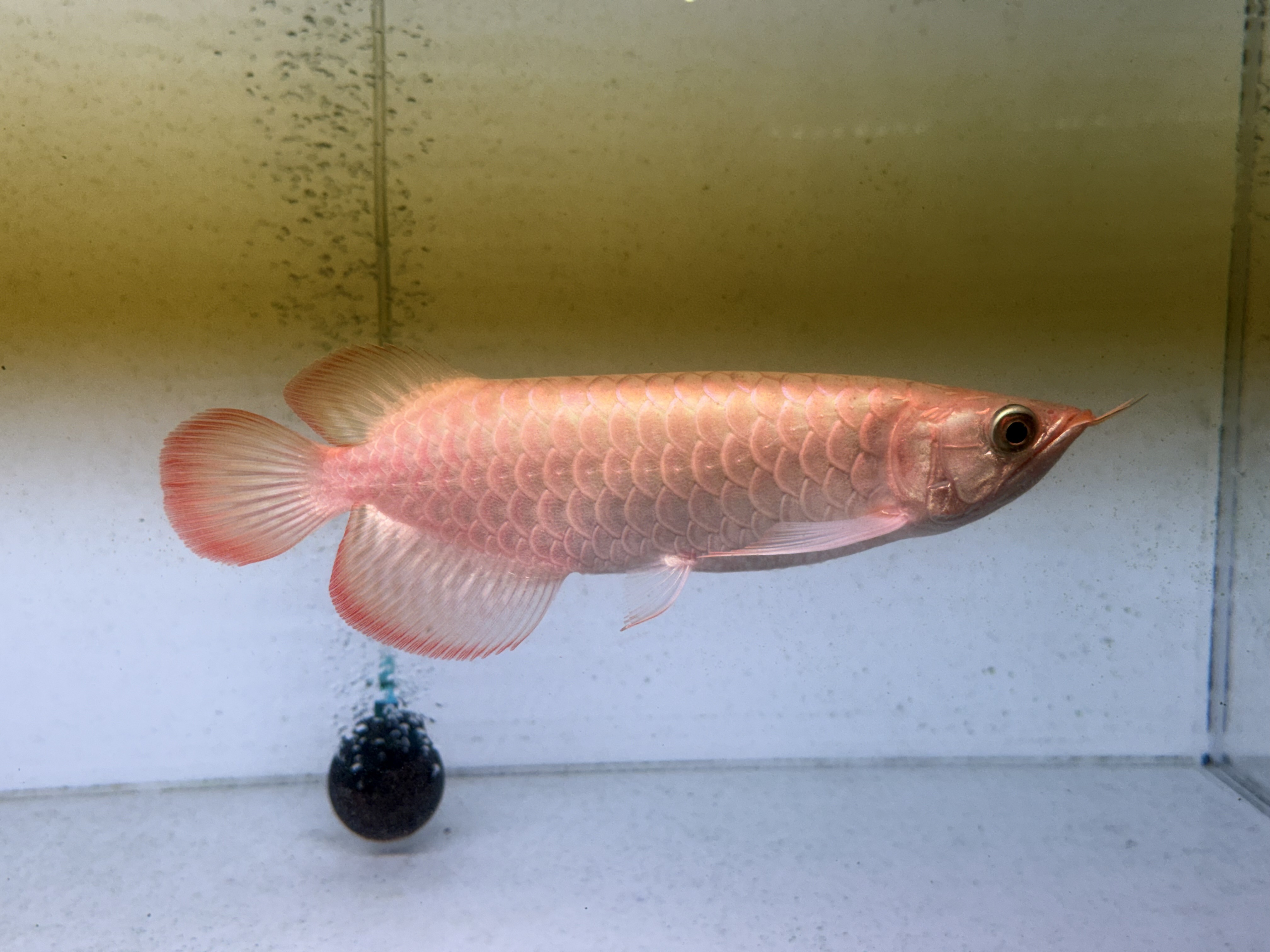B08  AGUSスーパーレッドF4  26㎝前後　PT.ARWANA LESTARI  アジアアロワナ　紅龍　250-009770  ヒレが伸びてます