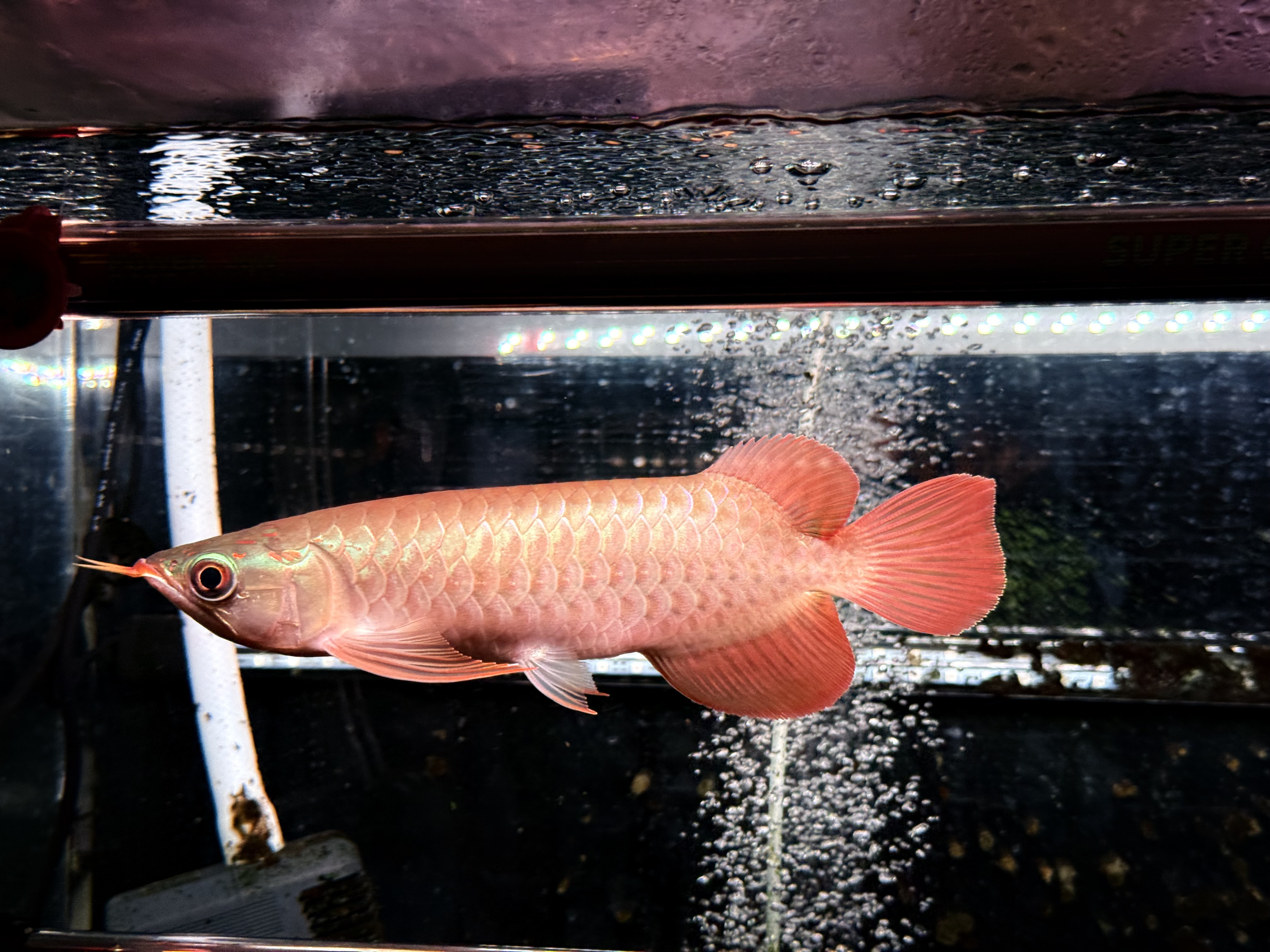 B13   AGUSスーパーレッドF4  25㎝前後　PT.ARWANA LESTARI  アジアアロワナ　紅龍　250-009753