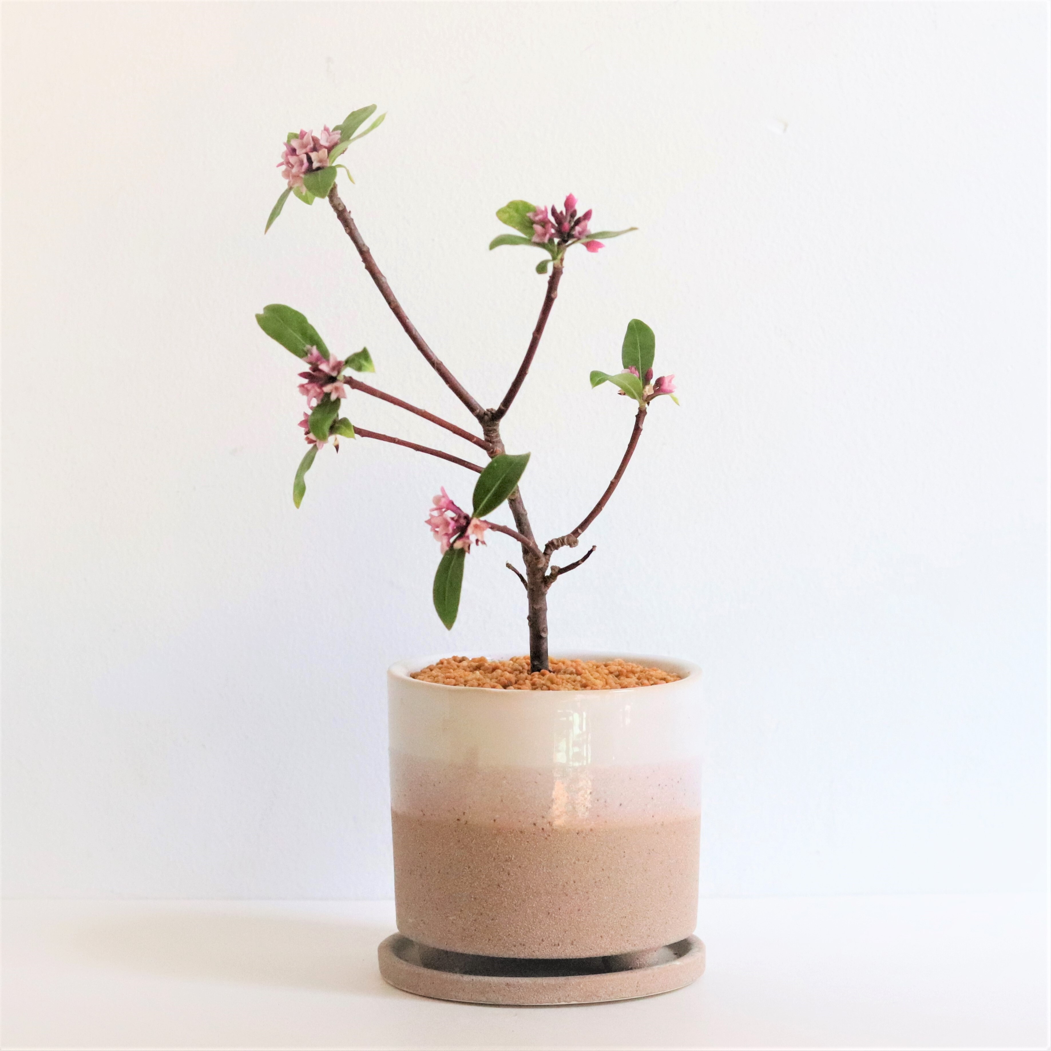 グリーン 沈丁花 ジンチョウゲ ジーフラットインテリアショップ