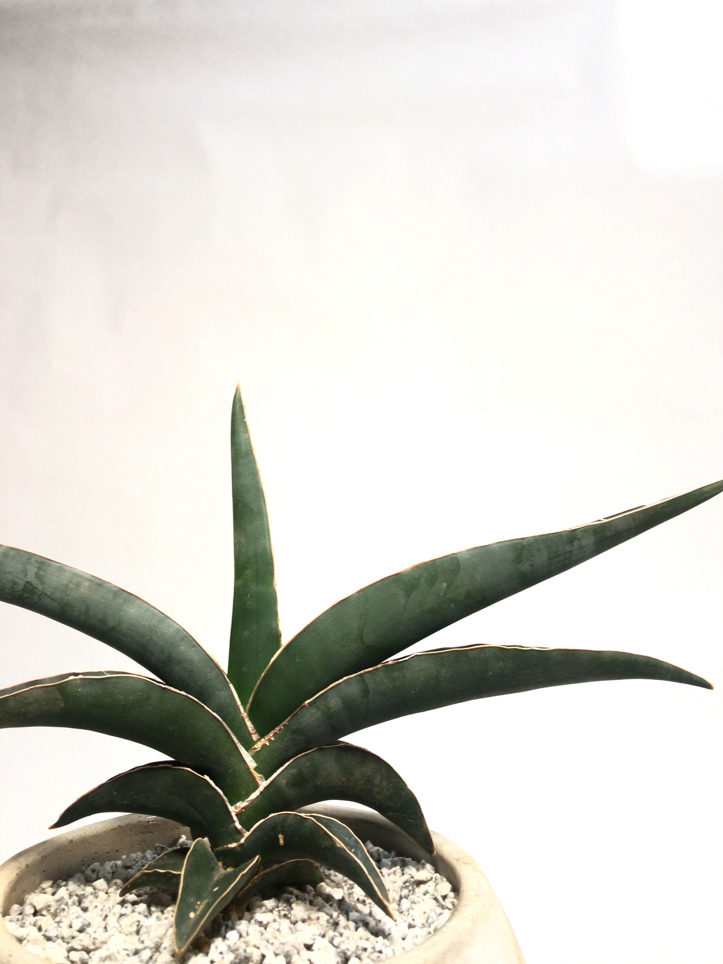 サンセベリア ロブスタブルー Trigger