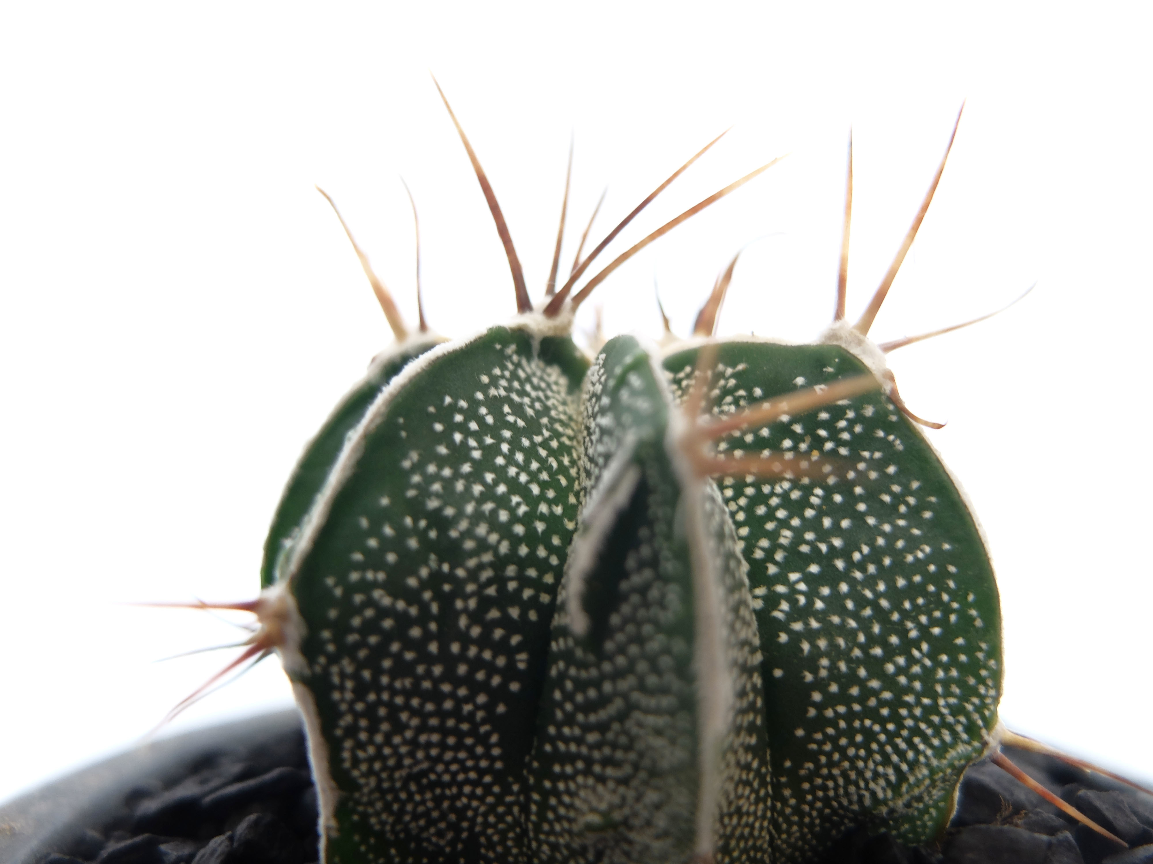 アストロフィツム 般若 3 5号ポット 草陽香