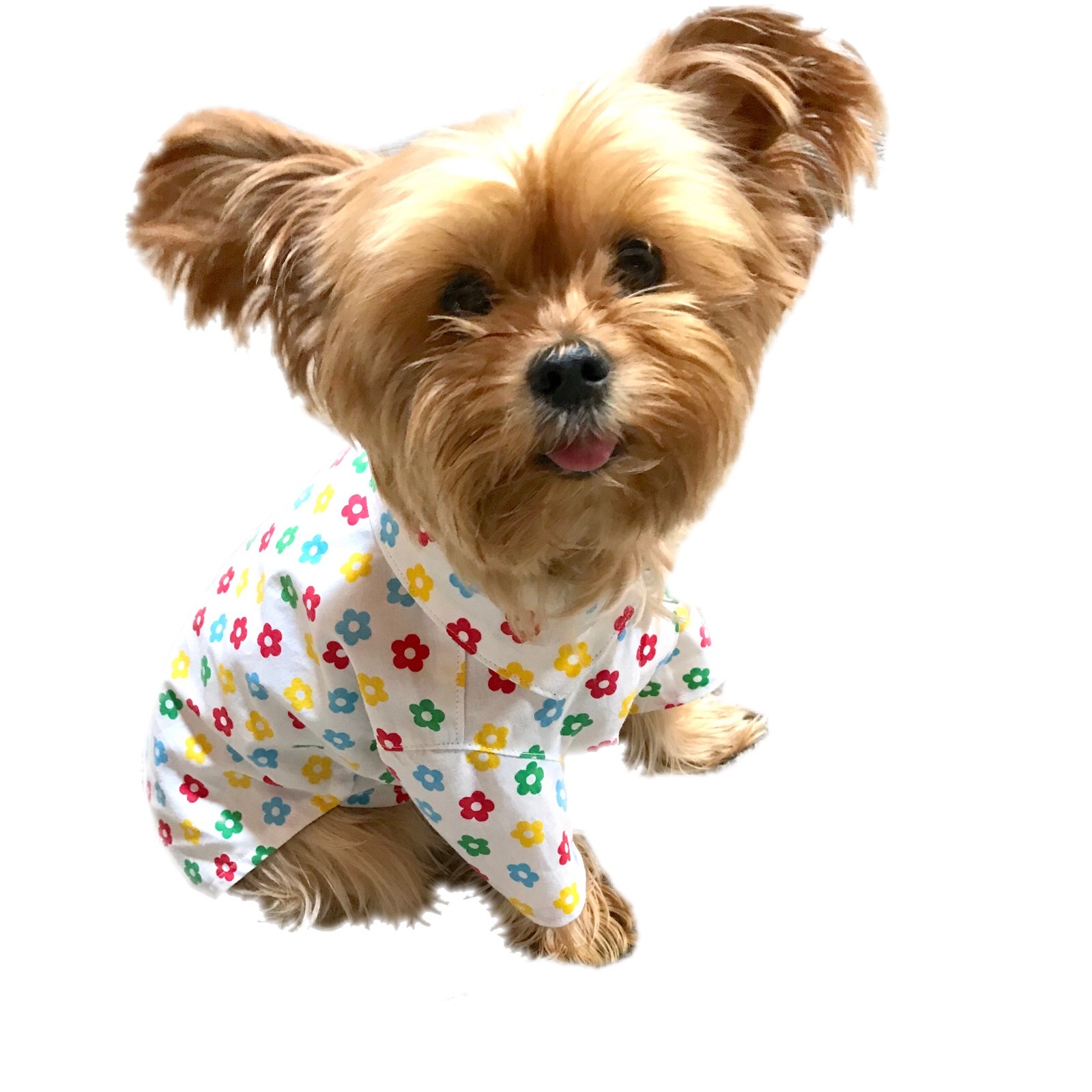 犬服 3号 シャツ 花柄 レトロチック Tony Dog Zakka ハンドメイド犬服と雑貨のお店 犬服 3号 シャツ 花柄 レトロチック Tony Dog Zakka ハンドメイド犬服と雑貨のお店
