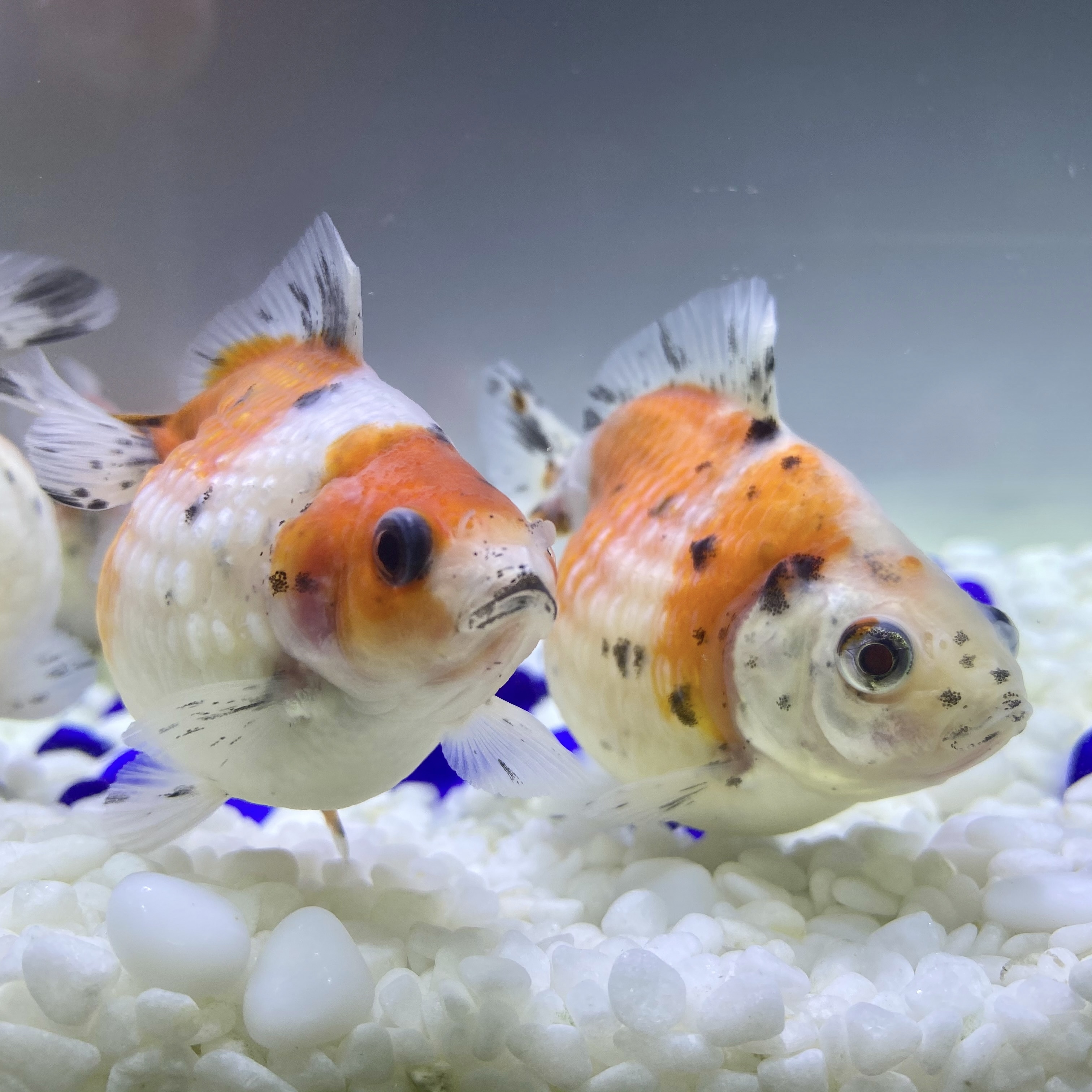 キャリコ 金魚 金魚ランド幸田の新入荷 キャリコ 金魚 金魚ランド幸田の新入荷