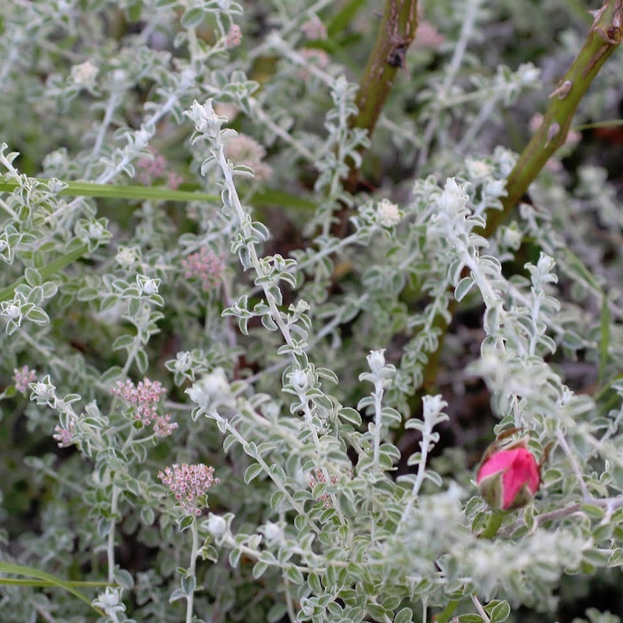 ヘリクリサム シルバーミスト Helichrysum Petiolare Minus Silver Mist 天空のバラ園 無農薬バラ苗 花苗 クレマチス ハーブ産直販売