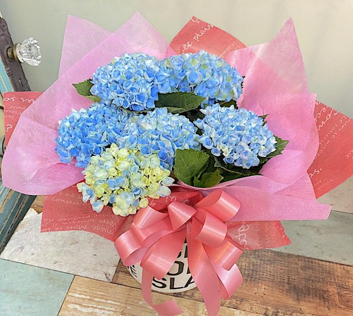 父の日 / 紫陽花の花鉢 フラワーギフト(ブルー)