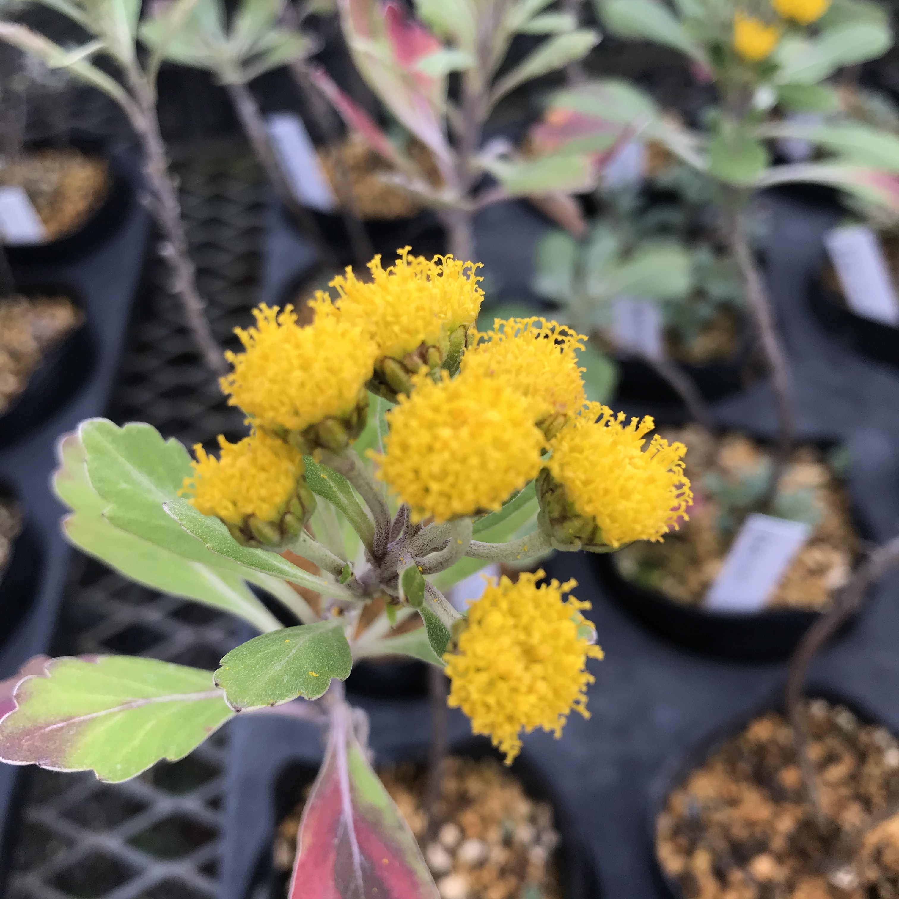 紀伊シオギク（紀伊潮菊）９ｃｍポット【山野草　花苗　草花　多年草　宿根草　日向　ガーデニング　耐寒性あり】