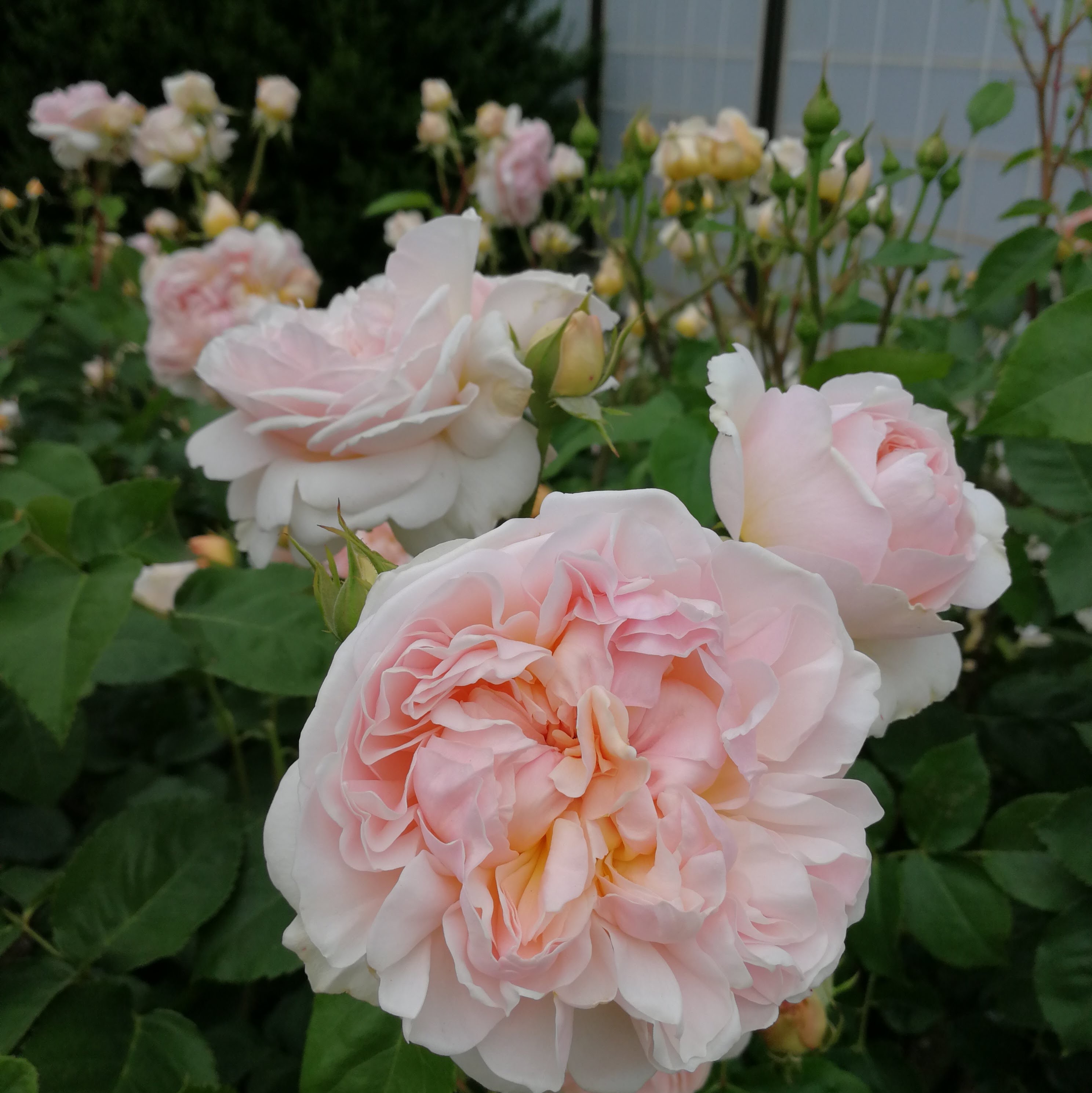 エヴリン 21年度新苗予約 お届けは21年5月上旬以降 天空のバラ園 無農薬バラ苗 花苗 クレマチス ハーブ産直販売 エヴリン 21年度新苗予約 お届けは21年5月上旬以降 天空のバラ園 無農薬バラ苗 花苗 クレマチス ハーブ産直販売