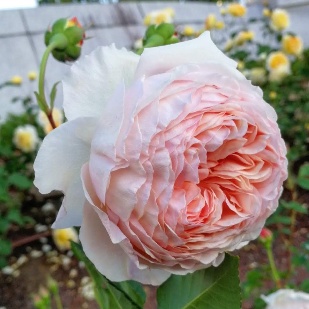 ウィリアム モーリス William Morris 22年度新苗予約 お届けは22年5月上旬以降 天空のバラ園 無農薬バラ 苗 花苗 クレマチス ハーブ産直販売 ウィリアム モーリス William Morris 22年度新苗予約 お届けは22年5月上旬以降 天空のバラ園 無農薬バラ 苗 花苗 クレマチス ハーブ産直販売