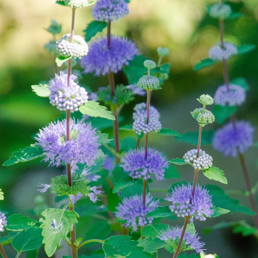 ダンギク Caryopteris Incana 天空のバラ園 無農薬バラ苗 花 ハーブ産直販売