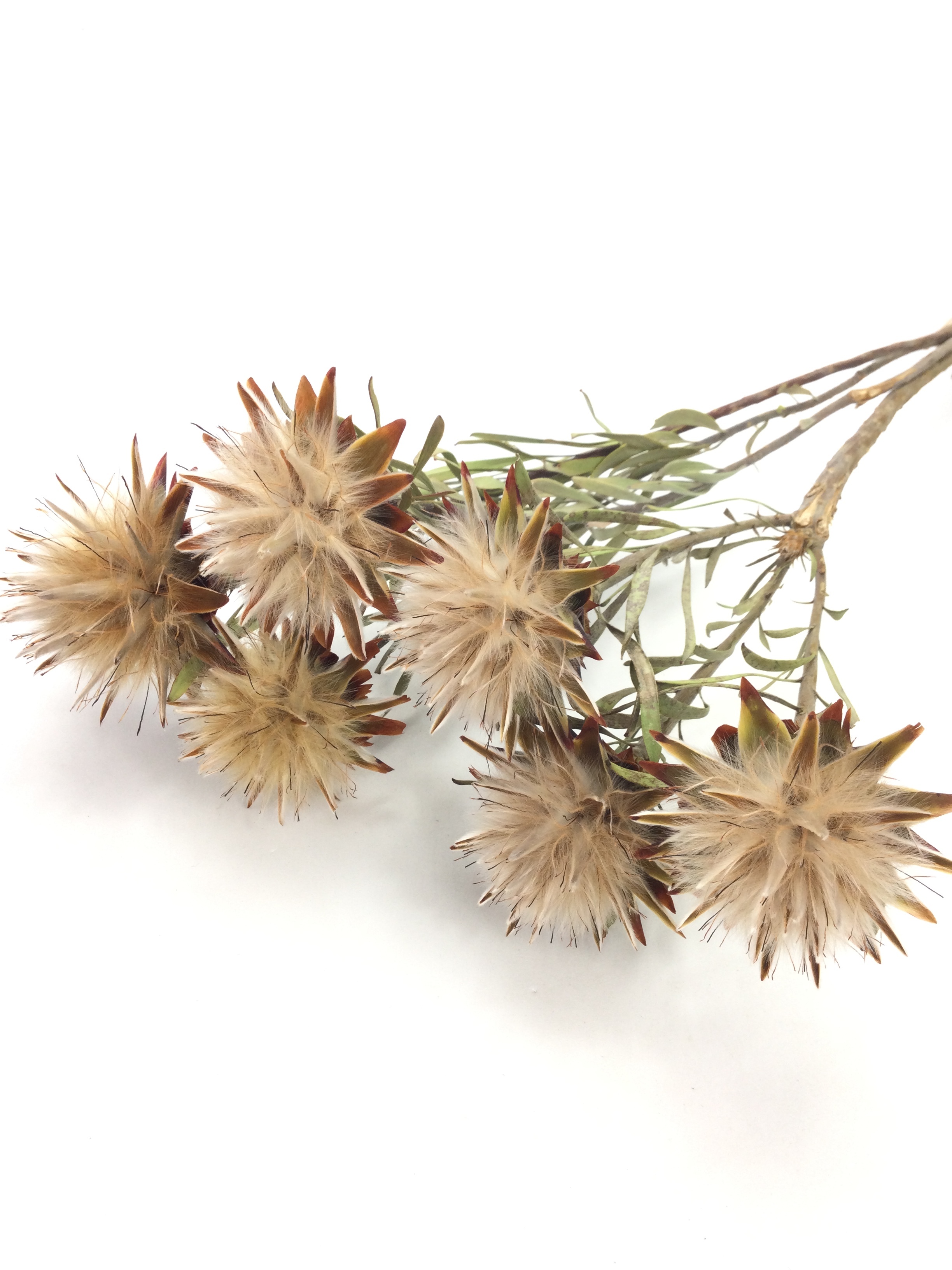 ドライ 大阪花材 リューカ プルモーサム ドライフラワー ナチュラル スワッグ作り 花束 大阪花材 ドライ 大阪花材 リューカ プルモーサム ドライフラワー ナチュラル スワッグ作り 花束 大阪花材