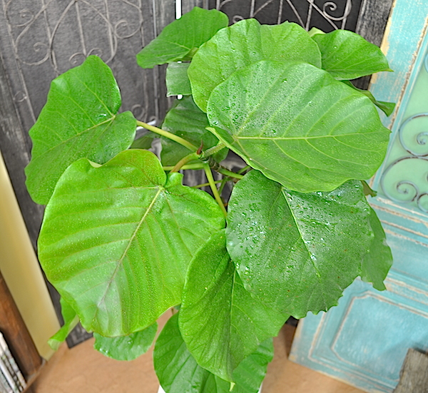 観葉植物 ウンベラータ