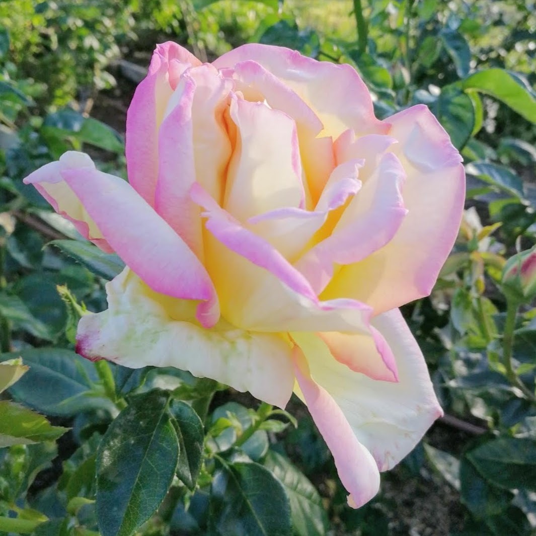 ピース マダム アントワーヌ メイアン Peace Madame A Meilland 21年度新苗予約 お届けは21年5月上旬以降 天空のバラ園 無農薬バラ苗 花苗 クレマチス ハーブ産直販売 ピース マダム アントワーヌ メイアン Peace Madame A Meilland 21年度新苗予約 お届けは21年5月上旬以降 天空のバラ園 無農薬バラ苗 花苗 クレマチス ハーブ産直販売