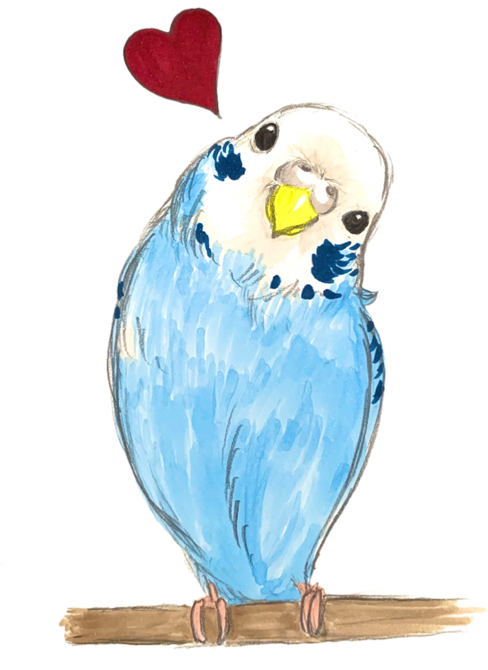 レディース セキセイインコ 絵描きのtシャツ カバン屋 Sana Trade