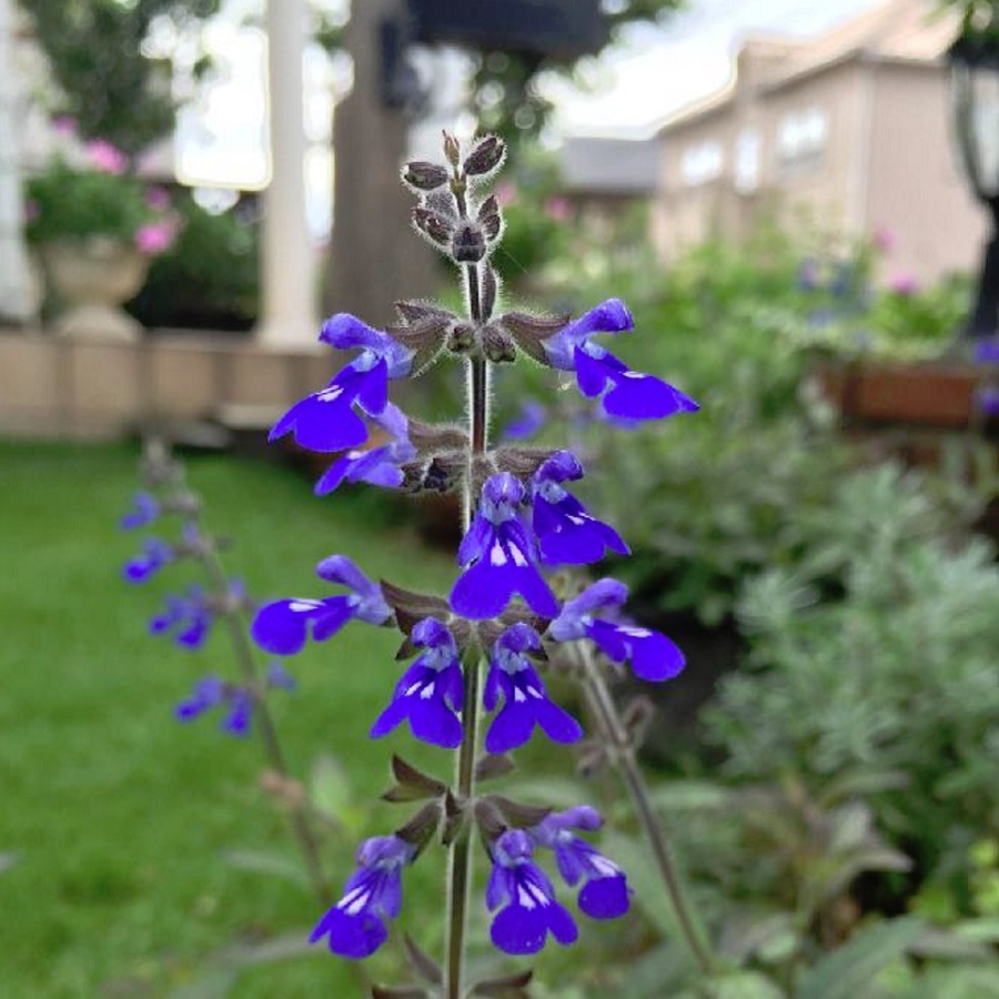 サルビア コスミックブルー Salvia Sinaloensis 天空のバラ園 無農薬バラ苗 花苗 クレマチス ハーブ産直販売 サルビア コスミックブルー Salvia Sinaloensis 天空のバラ園 無農薬バラ苗 花苗 クレマチス ハーブ産直販売