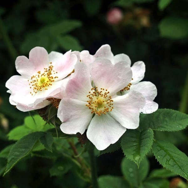ロサ カニナ Rosa Canina 21年度新苗予約 お届けは21年5月上旬以降 天空のバラ園 無農薬バラ苗 花苗 クレマチス ハーブ産直販売