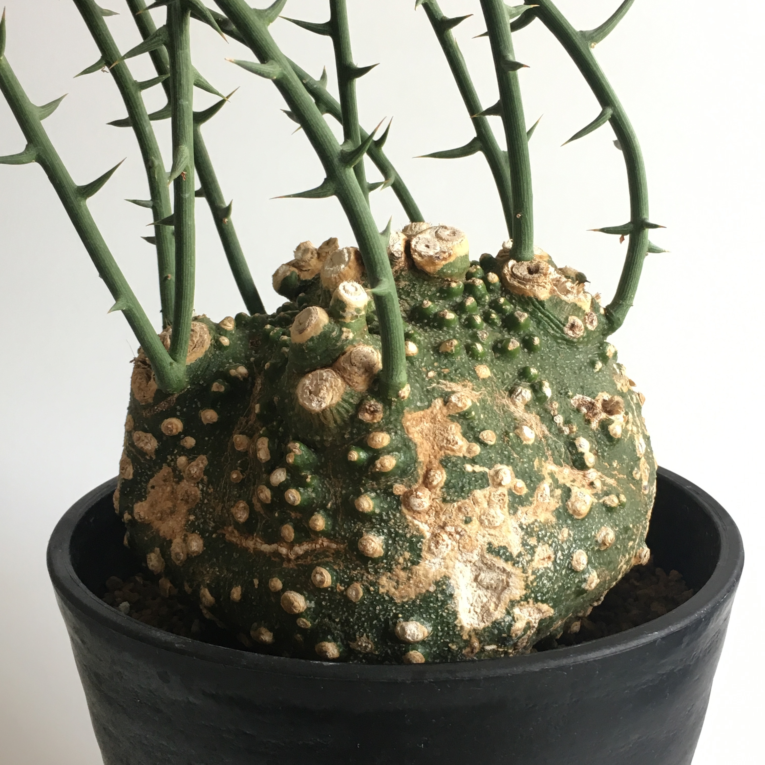 アデニア・グロボーサ 地球屋