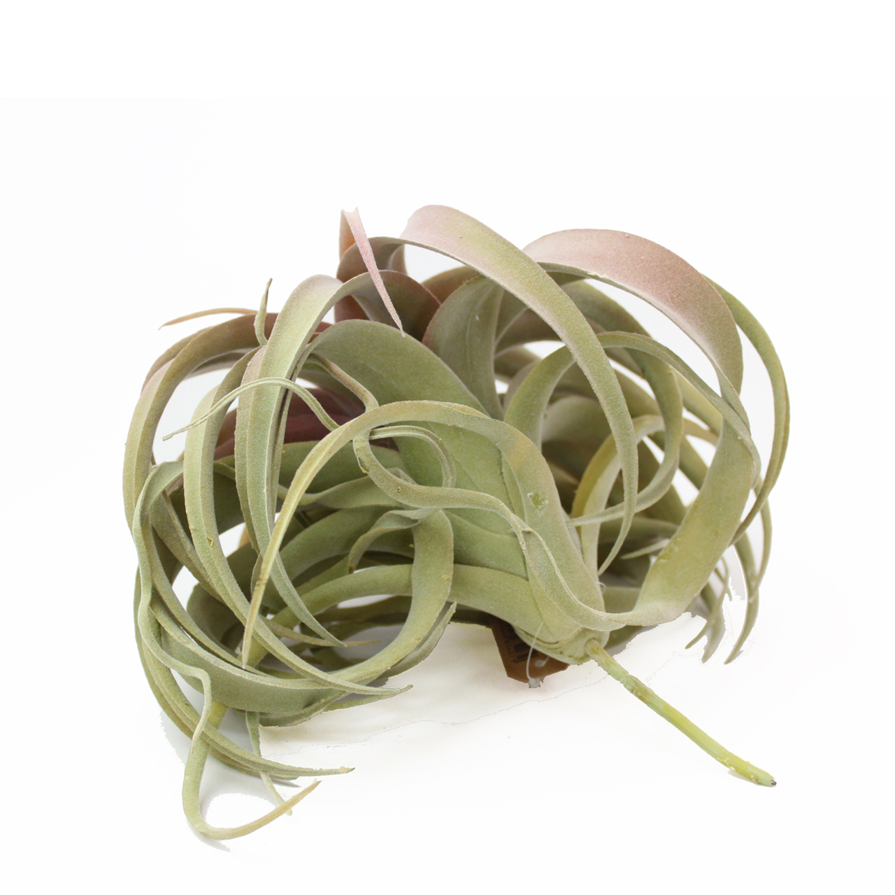 観葉植物 フェイクグリーン エアプランツ キセログラフィカ ピック レッド インテリア 造花 雑貨 Diy Hachi 08 観葉植物 フェイクグリーン エアプランツ キセログラフィカ ピック レッド インテリア 造花 雑貨 Diy Hachi 08