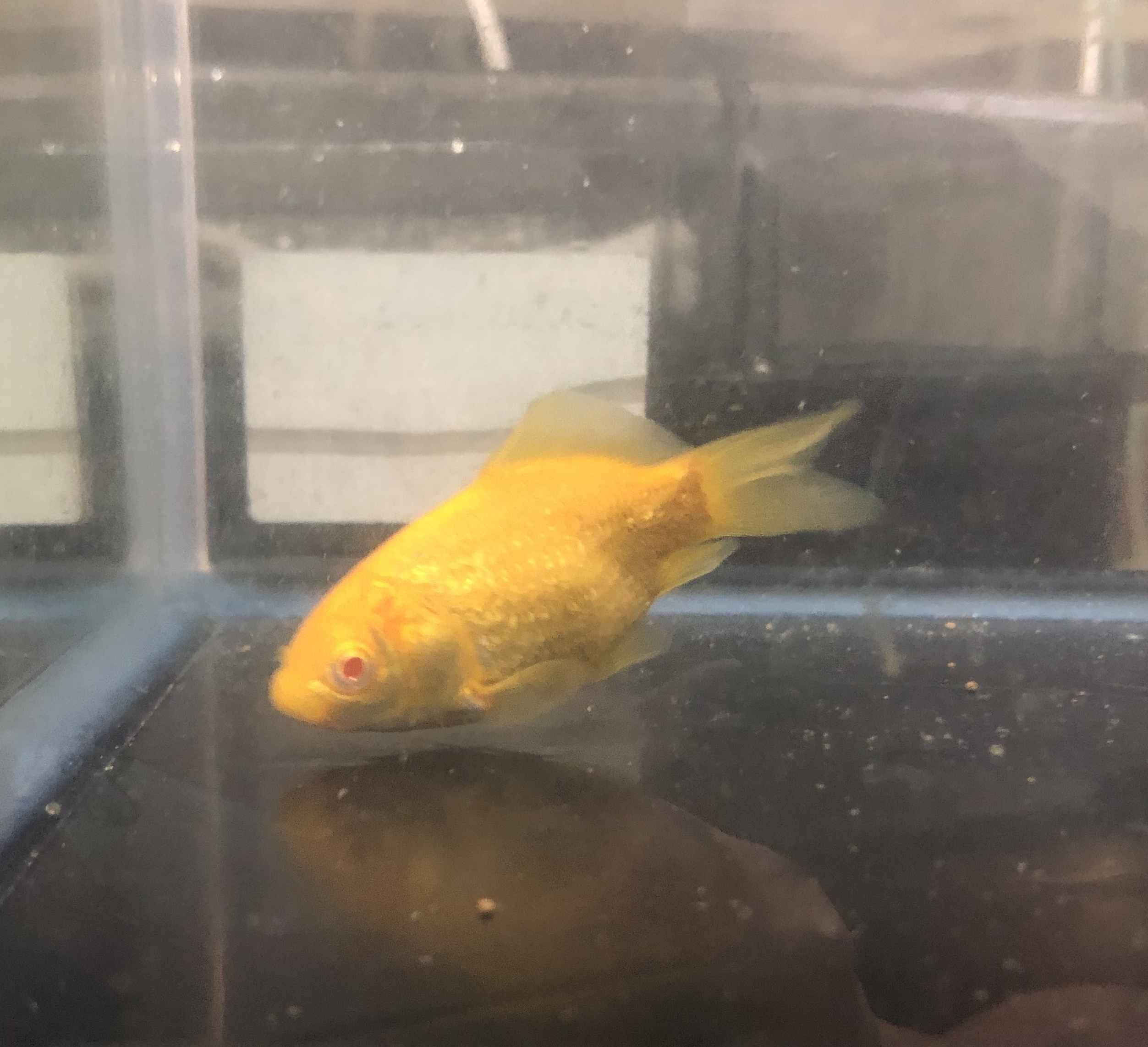 アルビノキラキラ和金 金魚宝房