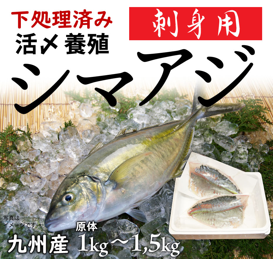 送料無料 養殖活〆シマアジ 1 0 1 5kg 刺身用 公式hp 博多魚匠