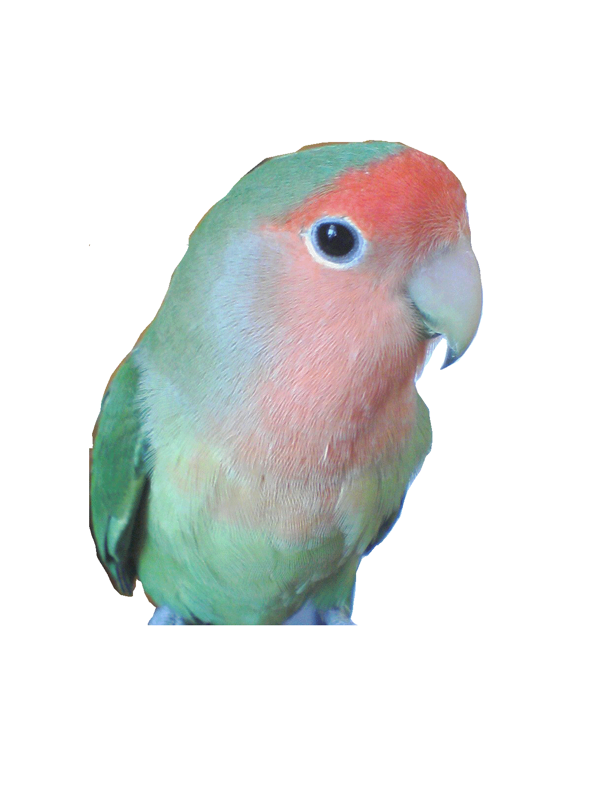 コザクラインコ ブローチ 小 T中 粘土の羽根飾り On Line Shop コザクラインコ ブローチ 小 T中 粘土の羽根飾り On Line Shop