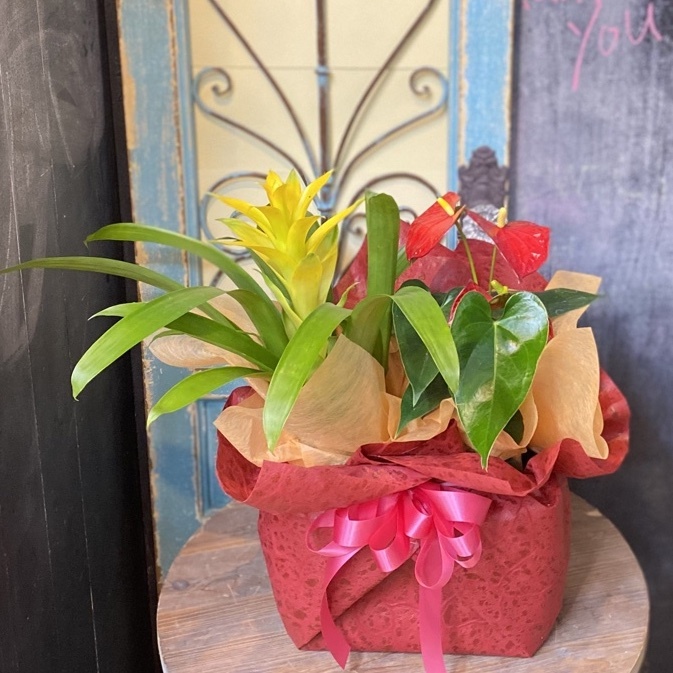 母の日(2022) アンスリューム＆グズマニアの花鉢