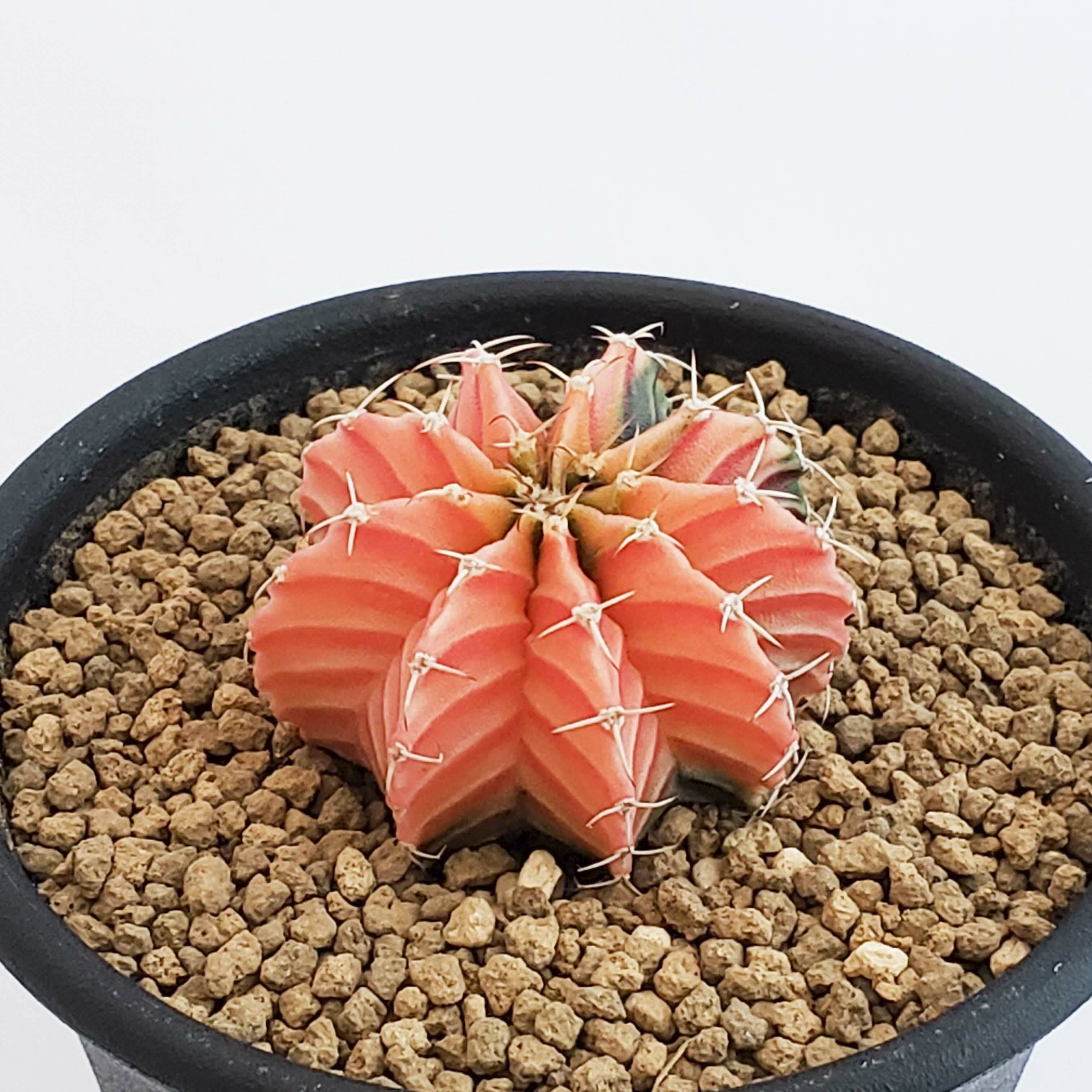 ギムノカリキウム Lb2178錦 ピンク 緑 Gymnocalycium Friedrichii Lb2178 Hybrid Variegata サボテン 牡丹花苑 ぼたにかえん サボテン ギムノカリキウム Lb2178錦 緋牡丹錦の通信販売 ギムノカリキウム Lb2178錦 ピンク 緑 Gymnocalycium Friedrichii Lb2178 Hybrid Variegata サボテン 牡丹花苑 ぼたにかえん サボテン ギムノカリキウム Lb2178錦 緋牡丹錦の通信販売
