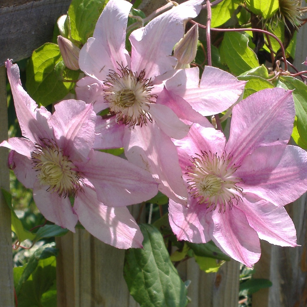 ピンク ファンタジー Pink Fantasy 天空のバラ園 無農薬バラ苗 花苗 クレマチス ハーブ産直販売