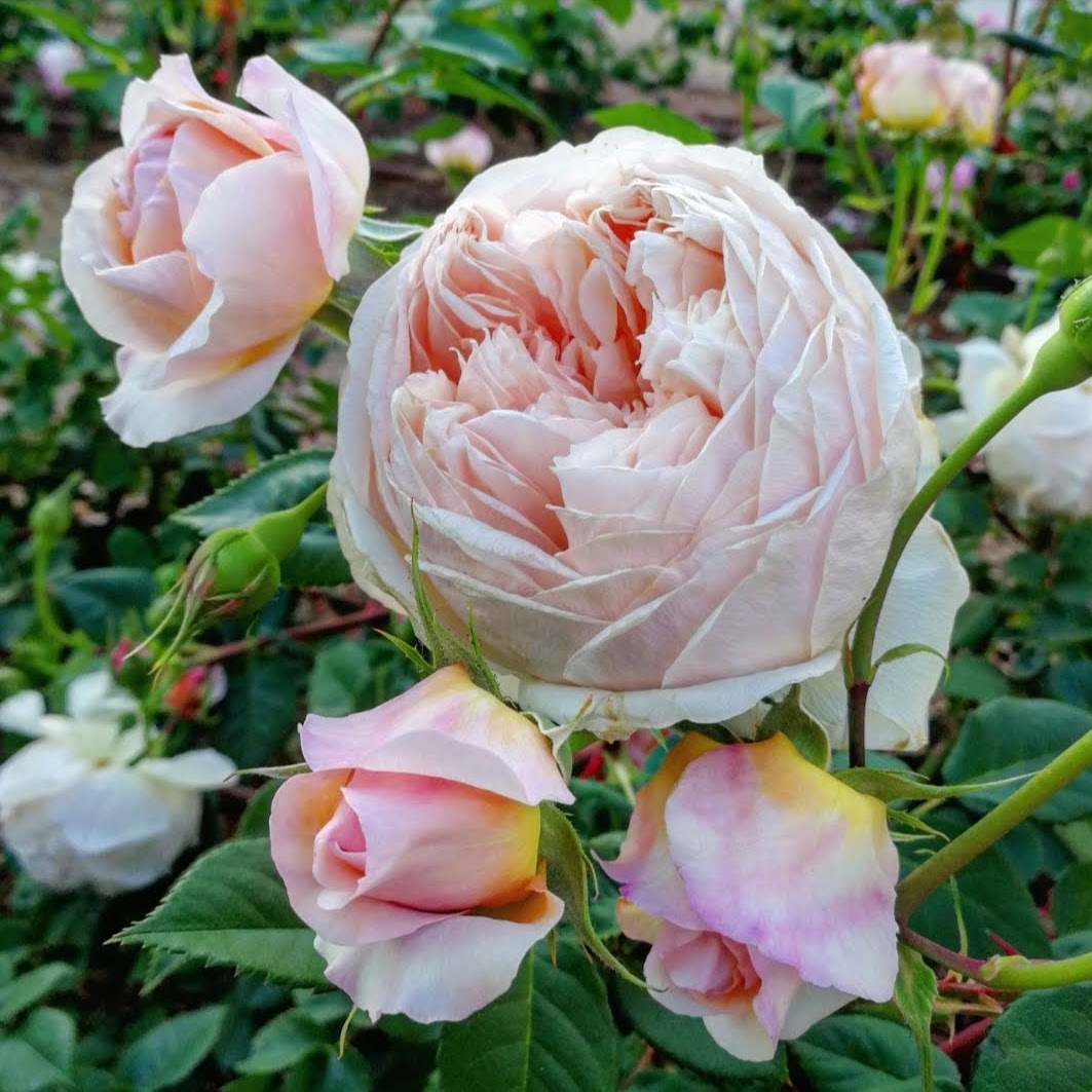 ウィリアム モーリス William Morris 22年度新苗予約 お届けは22年5月上旬以降 天空のバラ園 無農薬バラ 苗 花苗 クレマチス ハーブ産直販売 ウィリアム モーリス William Morris 22年度新苗予約 お届けは22年5月上旬以降 天空のバラ園 無農薬バラ 苗 花苗 クレマチス ハーブ産直販売