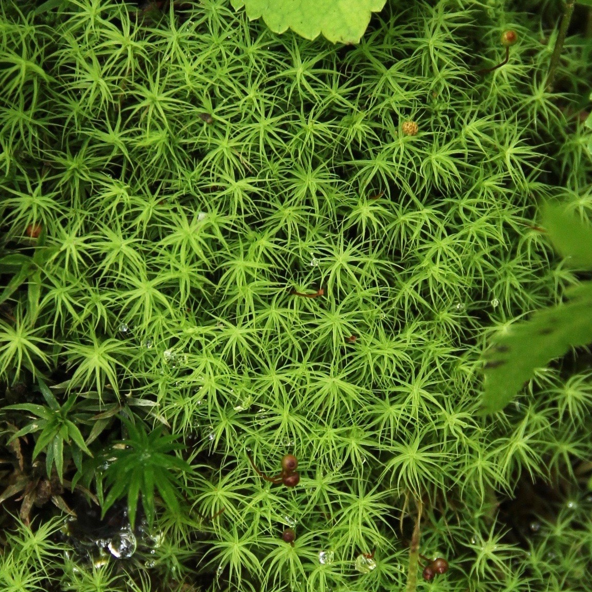 タマゴケ 苔テラリウム コケリウム用生苔 苔むすび